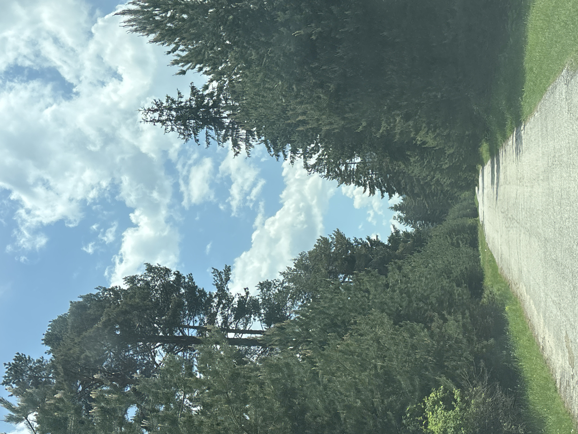 The image displays a rural, unpaved road cutting through a dense coniferous forest under a partly cloudy sky, situated near Beli Iskar, Bulgaria. The road surface is light gray with visible texture, extending into the distance where it appears to curve subtly. Green grass borders both sides of the road, leading to a thick growth of evergreen trees. The forest consists predominantly of tall coniferous trees, likely pines and spruces, forming a dark green, verdant wall on either side. Some taller trees on the left side present distinct trunks against the backdrop. The sky occupies the upper portion of the image, exhibiting a clear blue color interspersed with numerous white cumulus clouds, indicating daylight. No individuals, animals, or vehicles are present in the depicted scene.