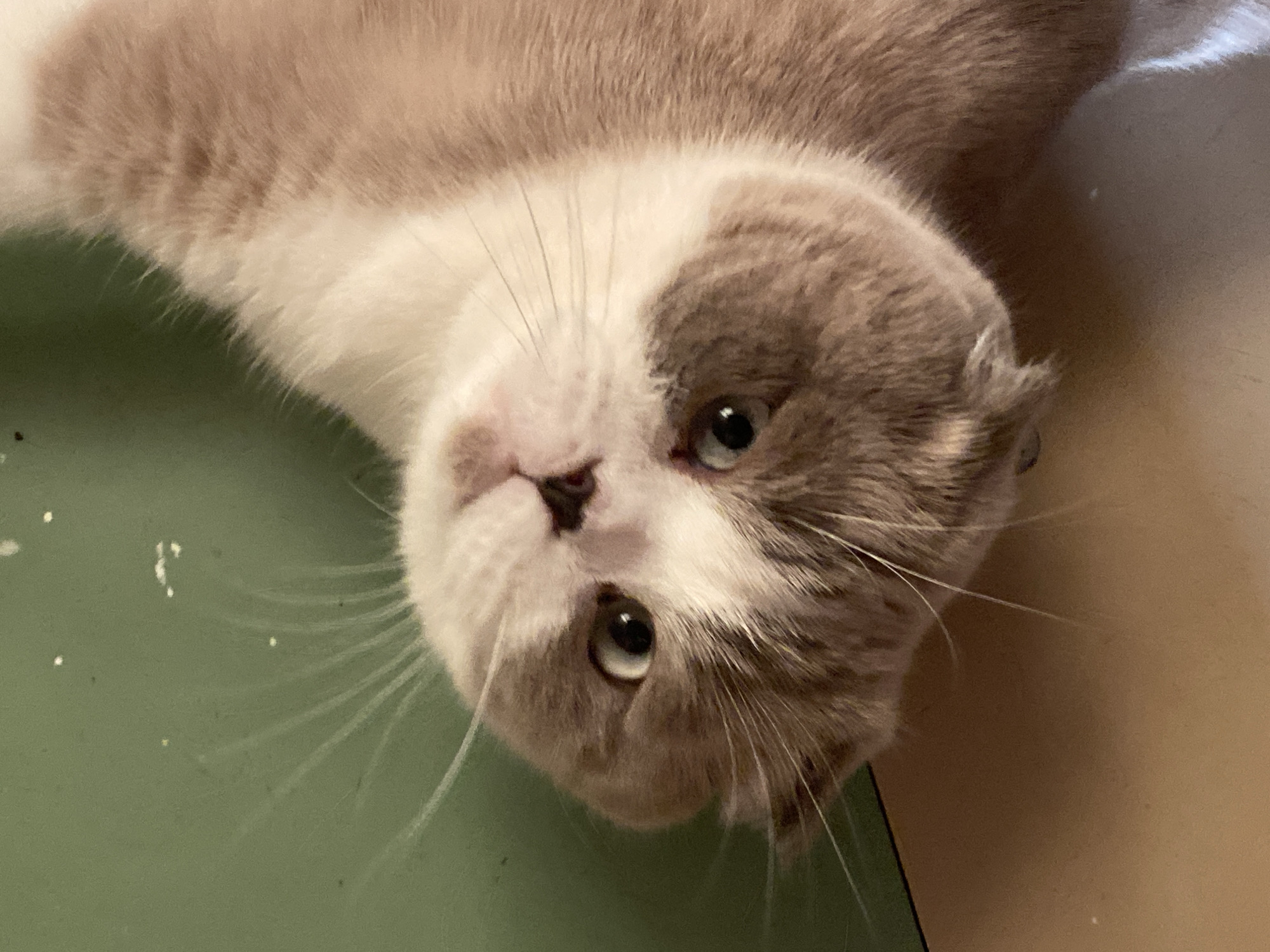 The image is an upside-down close-up of a Scottish Fold cat with light brown and white fur. The cat is lying down, with its head tilted towards the viewer. Its eyes are a striking green-blue color, and its ears are folded down, characteristic of the breed. Long white whiskers extend from its muzzle. The cat appears relaxed and possibly curious.
The background is split between a muted green surface on the left and a light brown surface on the right. The green surface has several small white speckles, possibly dust or glitter. The brown surface appears to be a flat, smooth texture, possibly a wall or furniture.
The lighting suggests an indoor setting, possibly during the day given the natural light reflected in the cat's eyes, though it is not definitively clear. The overall mood is calm and intimate, focusing solely on the cat's face. There is no visible text in the image. The setting is unspecified beyond being indoors, but the location context provided is Novokuznetsk, Russia.