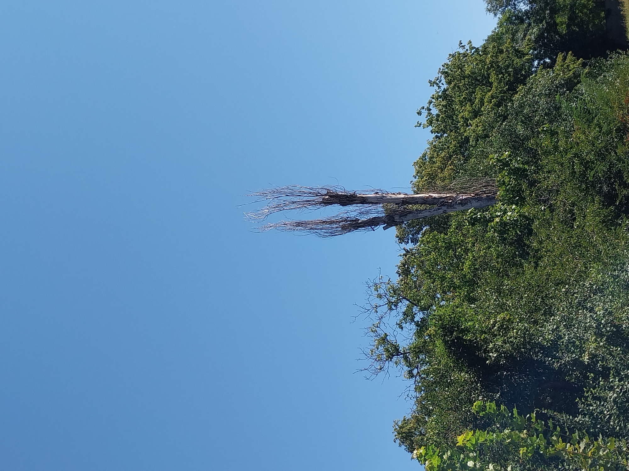 The image shows a clear blue sky above a dense canopy of green trees. In the center of the frame, rising above the foliage, is a tall, dead tree trunk with several withered branches that branch out like fingers. The tree appears to be a poplar or a similar tall, slender species. The surrounding trees are lush and full of leaves, suggesting a warm season. The scene is natural and appears to be located in an outdoor, possibly rural or park-like setting, in the city of Doslidne, Ukraine. There are no people or animals visible in the image.
