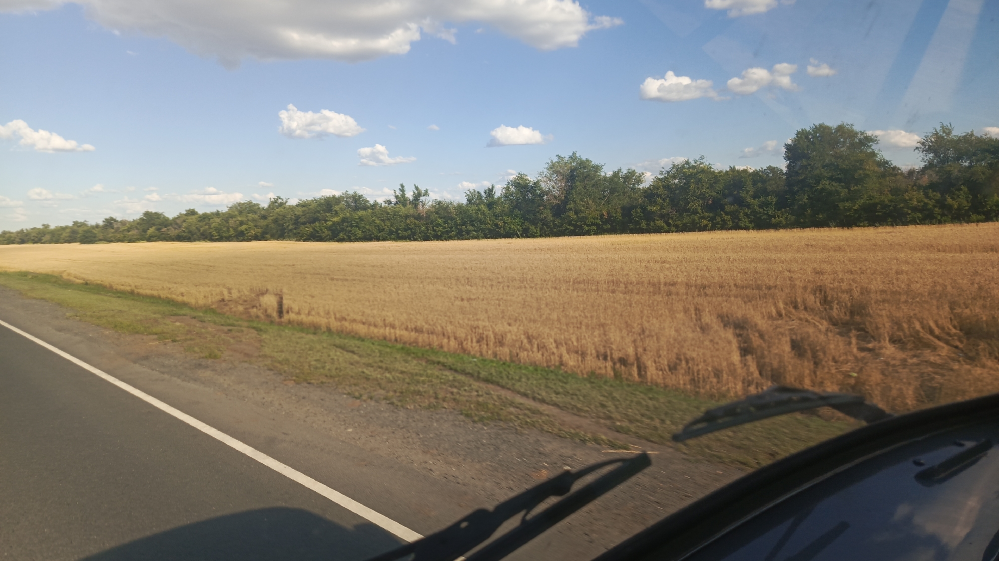 The image depicts a golden wheat field stretching towards a dense line of trees under a bright blue sky dotted with white, fluffy clouds. A paved road with a white line marking runs along the left side of the frame, partially obscured by the car's dashboard and windshield wipers in the foreground. The scene is captured from inside a vehicle, as suggested by the perspective and the presence of the dashboard and wipers. The sun is high in the sky, indicating it is likely midday. The weather appears clear and fair. The overall impression is one of a peaceful rural landscape in Russia, possibly during late summer or early autumn when the wheat is ripe for harvest. No people are visible, and there is no visible text in the image.
