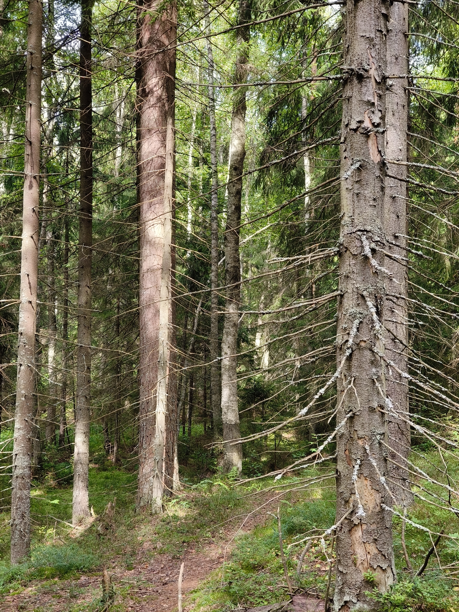 This is a vertical, eye-level, medium shot of a dense forest interior in Khittolovo, Russia. The foreground is dominated by the textured bark of a large tree trunk on the right, with its branches extending horizontally across the frame. To the left, another thick tree trunk stands parallel. Behind these, a multitude of thinner tree trunks and branches create a complex, layered visual effect. The forest floor is covered with green vegetation and brown leaf litter, with a visible path winding through it. The lighting suggests a sunny day, with sunlight filtering through the canopy and casting shadows. There are no people or animals visible in the image.