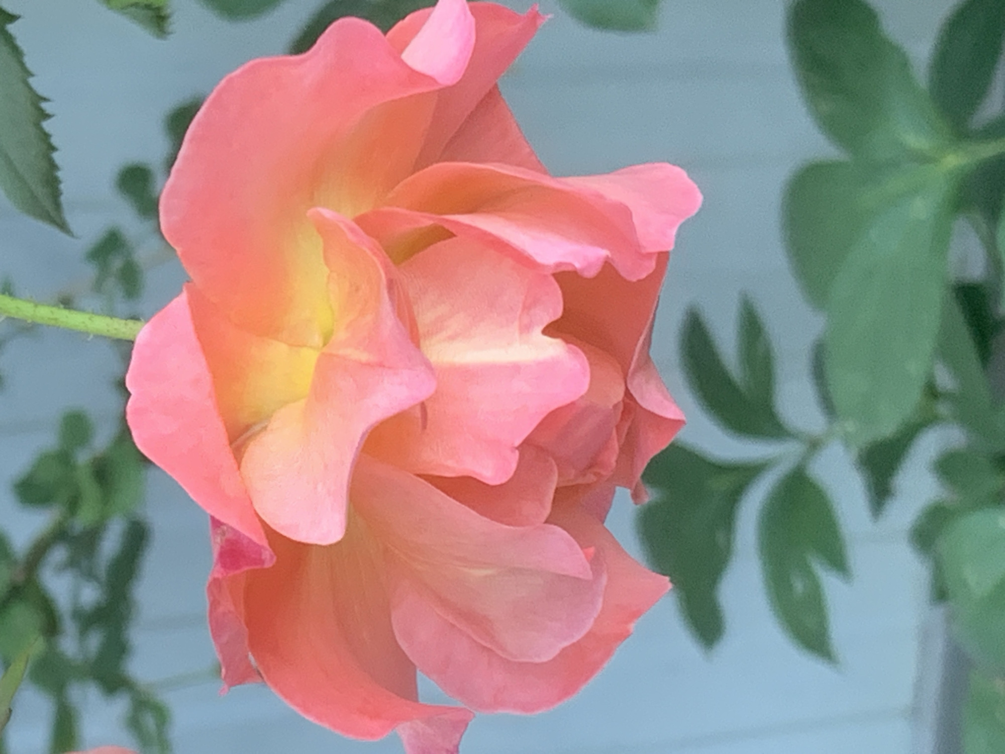 A close-up, eye-level shot shows a vibrant pink and yellow rose bloom with many layers of petals. The flower is slightly drooping, with its petals unfurling outwards and inwards in a complex spiral. Some petals are a soft pink, while others have a warm yellow hue, particularly towards the center. The background is a soft, out-of-focus blue-gray, with blurred green leaves and a hint of a light-colored structure, possibly a fence or wall, behind the flower. The lighting appears natural, highlighting the delicate textures and colors of the rose. The image was taken in an outdoor setting.