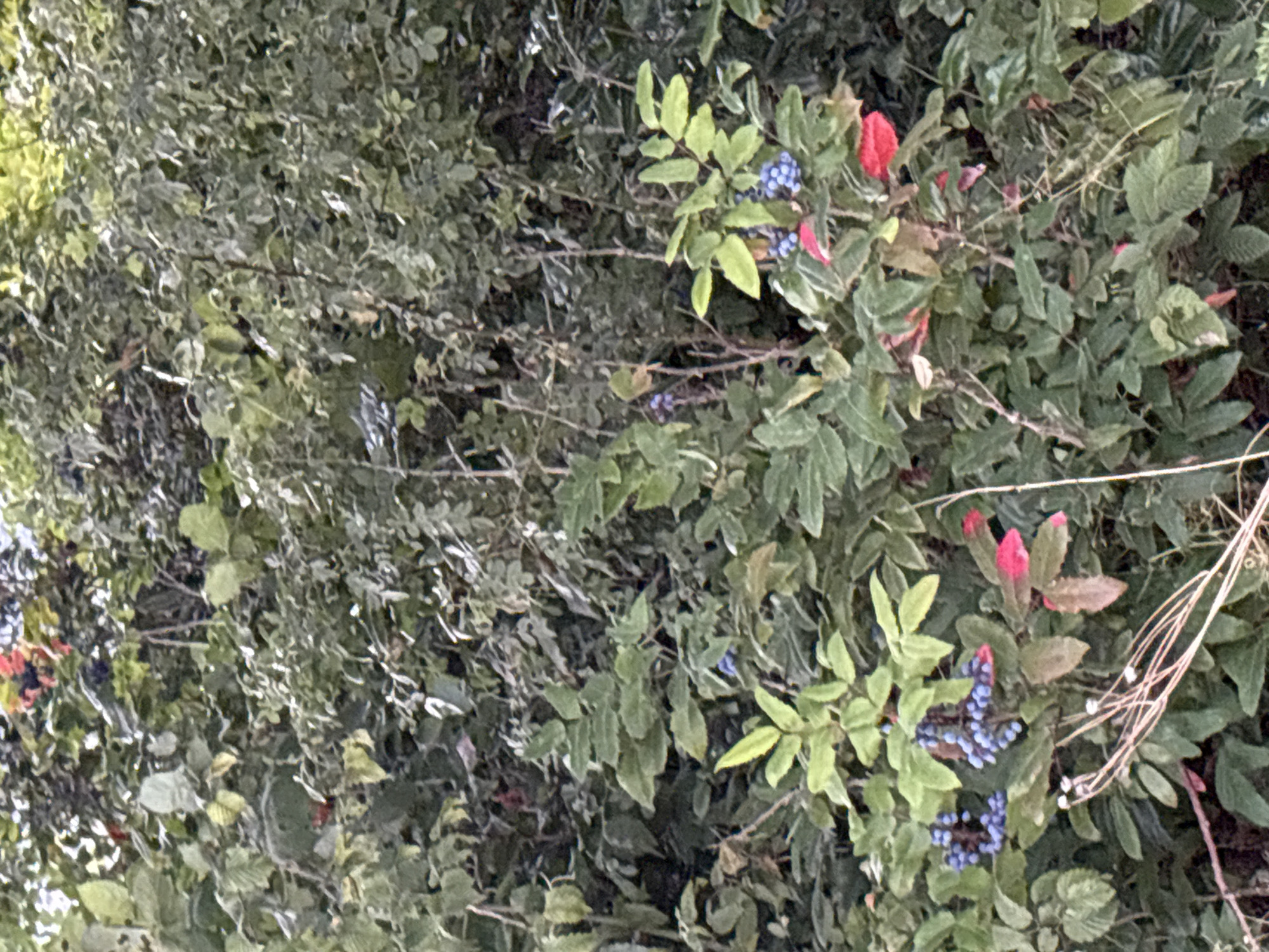 The image displays a dense bush with a variety of foliage and some berries. The leaves are predominantly green, with some showing tinges of red, suggesting autumn. Small, dark blue berries are visible in clusters on some branches, particularly towards the lower center and right of the image. A few bright red leaves are also interspersed among the green. The overall impression is of a wild or natural setting, possibly a hedgerow or uncultivated area. There are no visible people or man-made structures. The lighting suggests it is daytime, with the foliage appearing somewhat muted, possibly indicating overcast conditions or a shaded location. The background is a continuation of similar dense vegetation, creating a textured and layered effect. There is no specific indication of the location within the city of Chelmsford, United Kingdom.