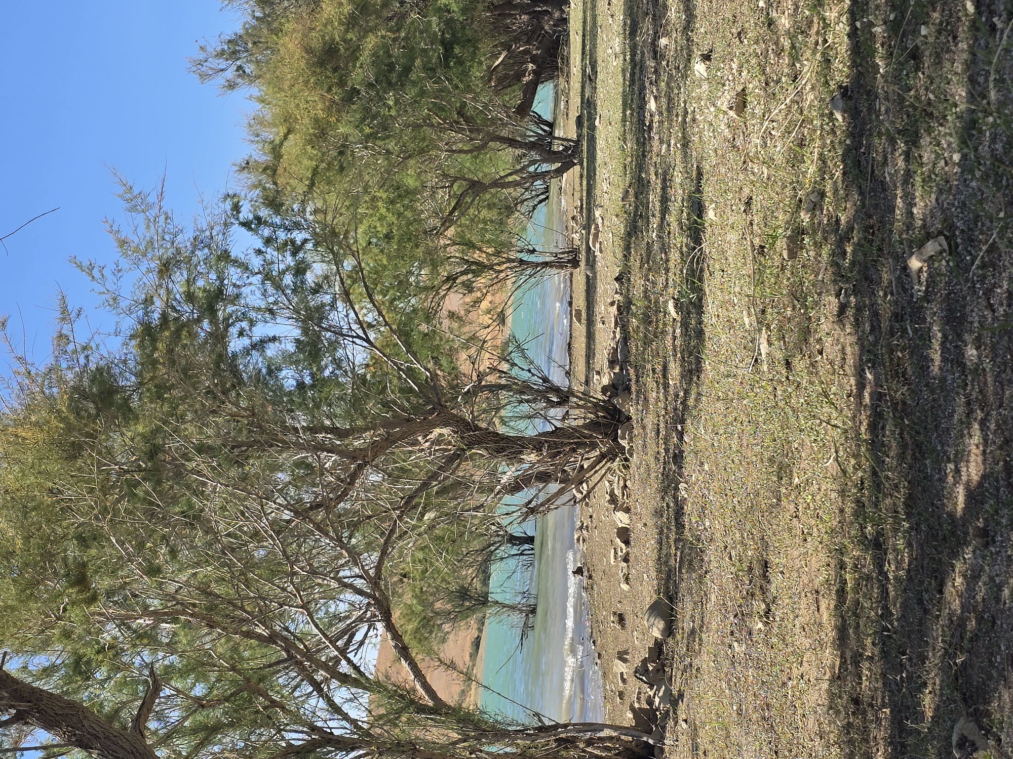 This is a photograph of a natural landscape. In the foreground, a dry, rocky ground is covered with sparse green vegetation and scattered stones. The ground is partially shaded by the canopy of trees. Beyond the foreground, a body of turquoise water is visible, with small waves lapping at the shore. The shore is also rocky. Several trees are planted along the water's edge, some of which are partially submerged in the water. In the background, rolling hills covered in dry vegetation are visible under a clear blue sky. The scene appears to be a tranquil reservoir or lake in a semi-arid region. There are no people or animals visible in the image.