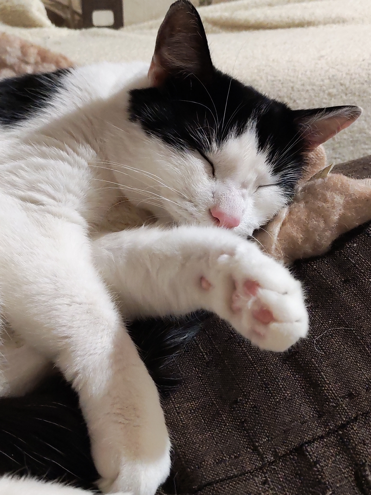 A black and white cat is sleeping on a brown fabric surface. The cat is curled up, with its head resting on a tan-colored cushion or blanket. One of its white paws is extended towards the viewer, revealing pink paw pads. The cat's face is relaxed, with its eyes closed and a pink nose. The background includes a light-colored, possibly beige, blanket or surface. The cat has black markings on its head and back, with the rest of its body being predominantly white.
There is no indication of the city of Chaikovsky, Russia in this image.