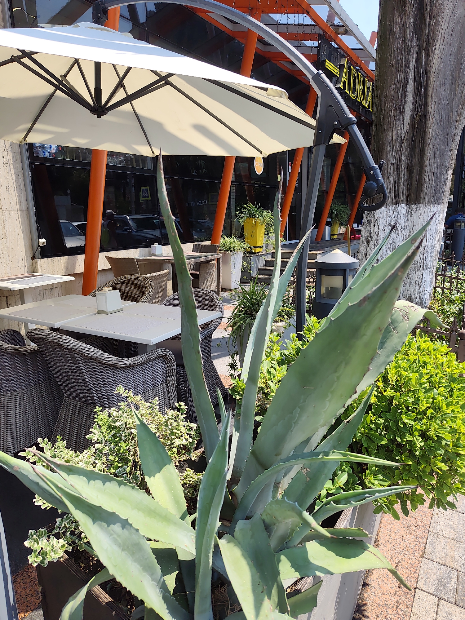 This image captures an outdoor seating area of a cafe or restaurant in Sochi, Russia, specifically at the "ADRIA" establishment. The foreground is dominated by a large agave plant in a planter, with its spiky, green leaves prominently displayed. Behind the plant, several tables and chairs, made of woven material, are visible. Some tables are set with white placemats and small white napkin holders.
Overhead, a large, light-colored umbrella provides shade. The background reveals the building's facade, which features large windows and orange support beams. A tree trunk with textured bark stands to the right of the frame. The ground is paved with interlocking bricks. The overall atmosphere suggests a sunny day, with the scene depicting a typical outdoor dining environment.