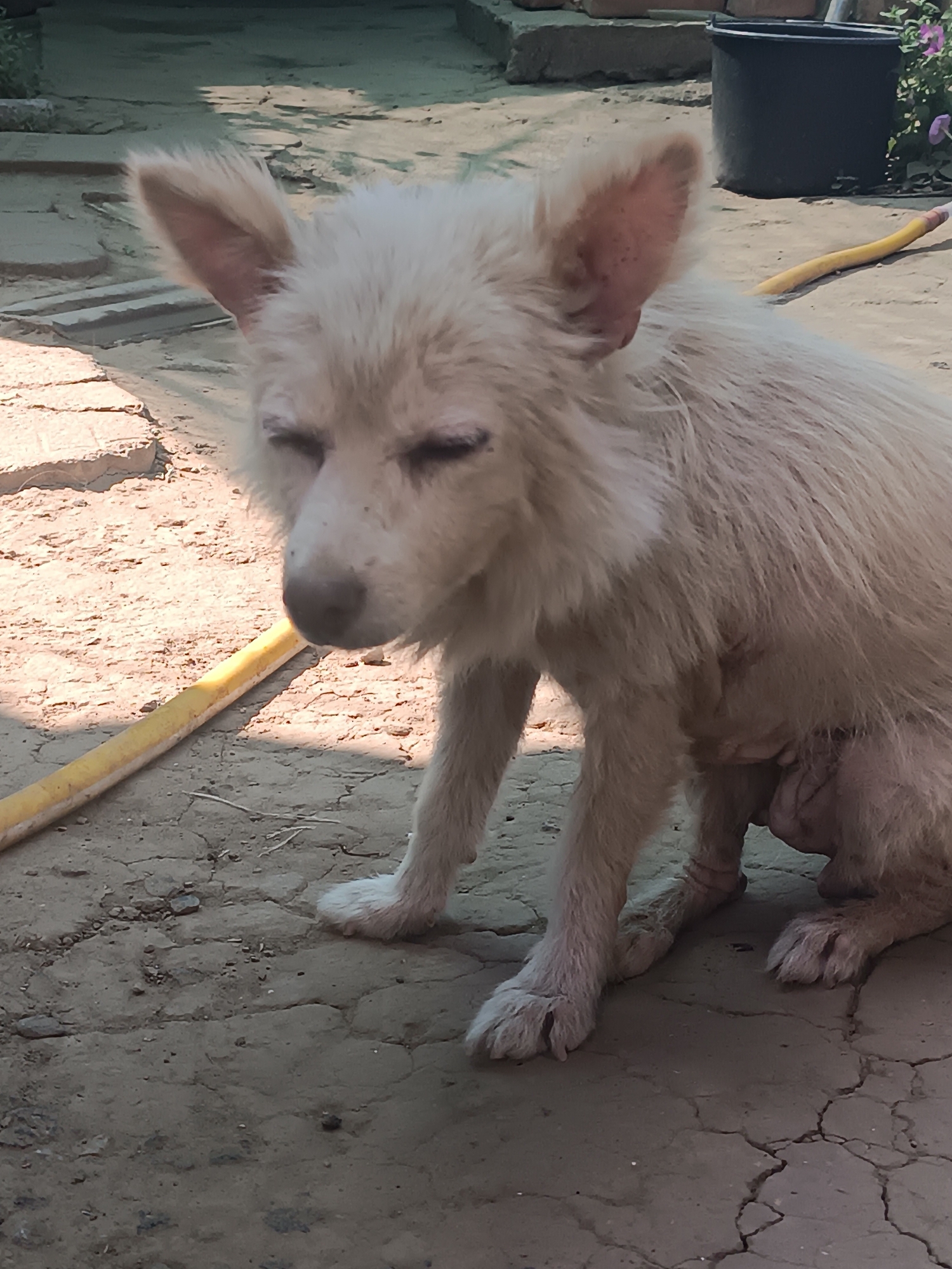 A light-colored dog with closed eyes sits on a cracked, dusty surface. The dog appears to be a mix with fluffy fur and prominent ears. It is in the city of Vypasne, Ukraine. The background shows a blurry scene with a black bucket and some plants, along with a yellow hose lying on the ground. The lighting suggests it is daytime, with some shadows present.