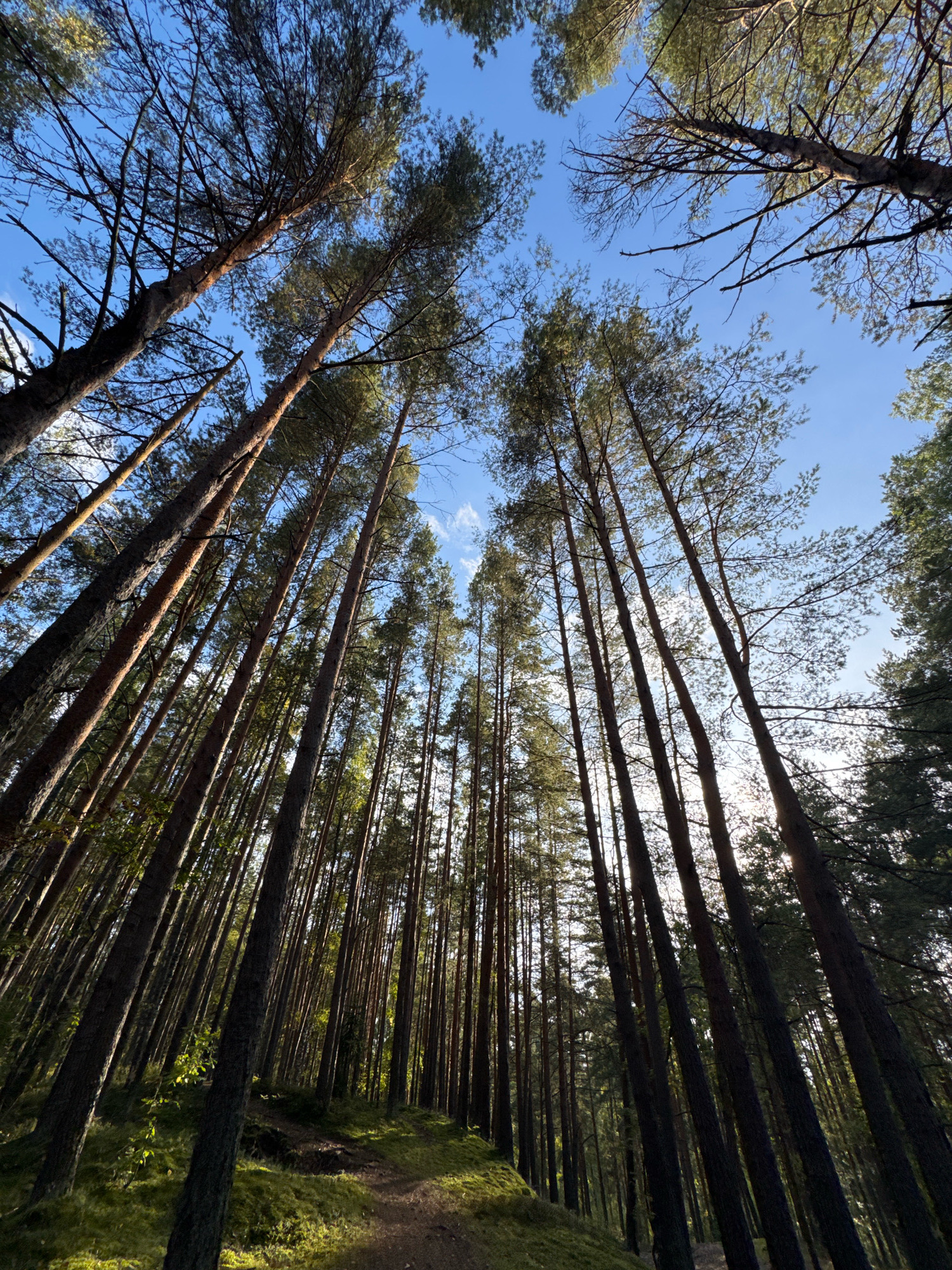 The image depicts a dense forest with tall pine trees reaching towards a clear blue sky. The perspective is from the ground looking upwards, creating a strong sense of height and depth. Sunlight filters through the branches, illuminating patches of the forest floor covered in green moss and some undergrowth. A narrow dirt path winds through the trees, suggesting a natural trail. The scene is devoid of any people or man-made structures, emphasizing the natural environment. The lighting suggests it is daytime, likely late morning or early afternoon, given the angle of the sun. The location is identified as being in Sestroretsk, Russia.