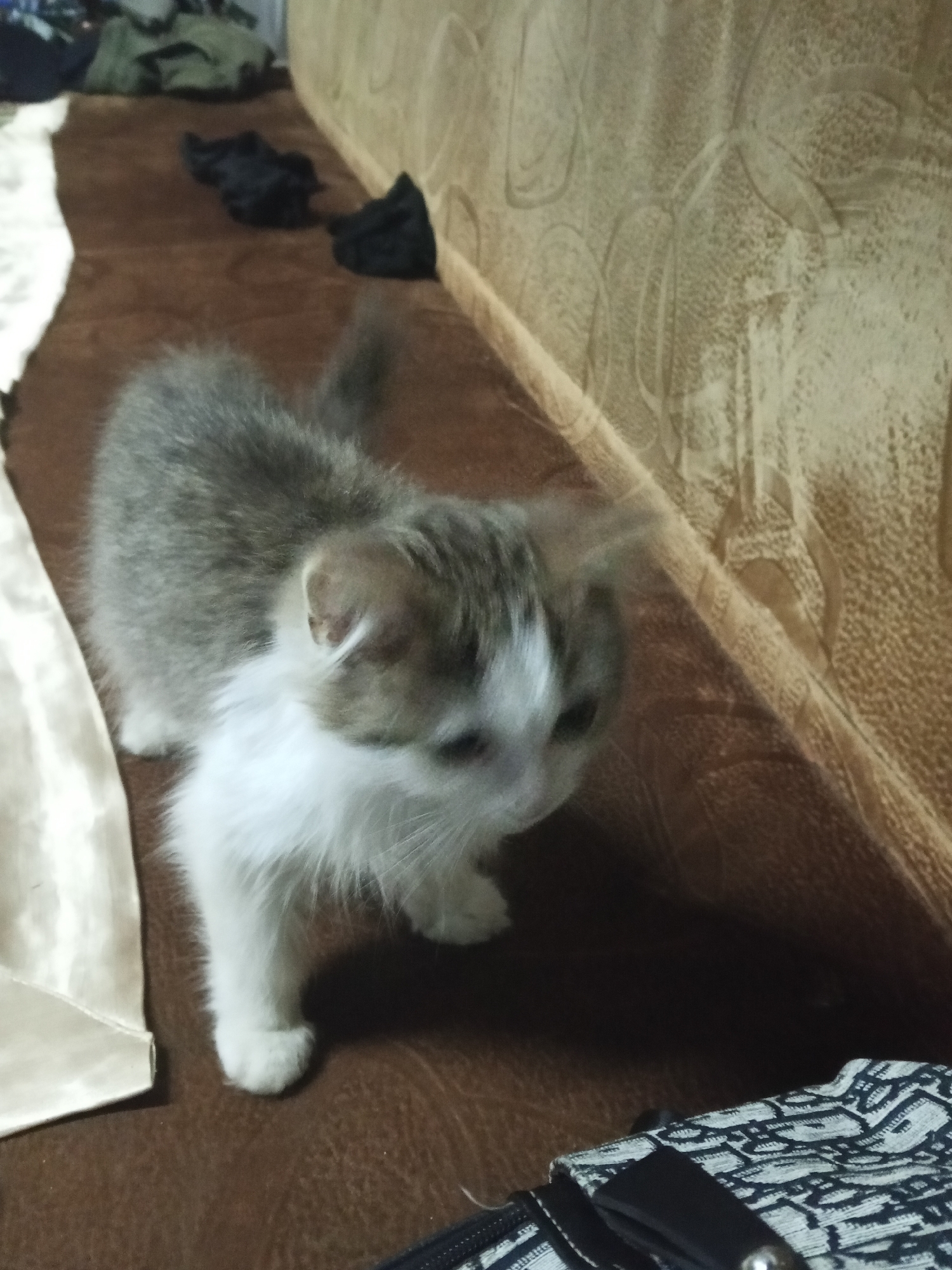 A fluffy, grey and white kitten is the central subject of this image, positioned on a brown surface that appears to be a sofa or carpet. The kitten is looking downwards and to its right, with its head tilted slightly. Its fur is long and appears soft, with distinct patches of grey tabby markings on its back and head, contrasting with a white chest, belly, and paws. The background shows a textured wall with a patterned wallpaper in a beige or light brown hue. To the left of the kitten, a light-colored fabric, possibly a curtain or sheet, is draped. In the far background, several dark-colored items are scattered on the floor, and a dark-colored bag with a white and black patterned design is visible in the lower right corner. The lighting is dim, casting shadows that add to the overall mood of the scene. The image does not provide any explicit information regarding its location in Urus-Martan, Russia.