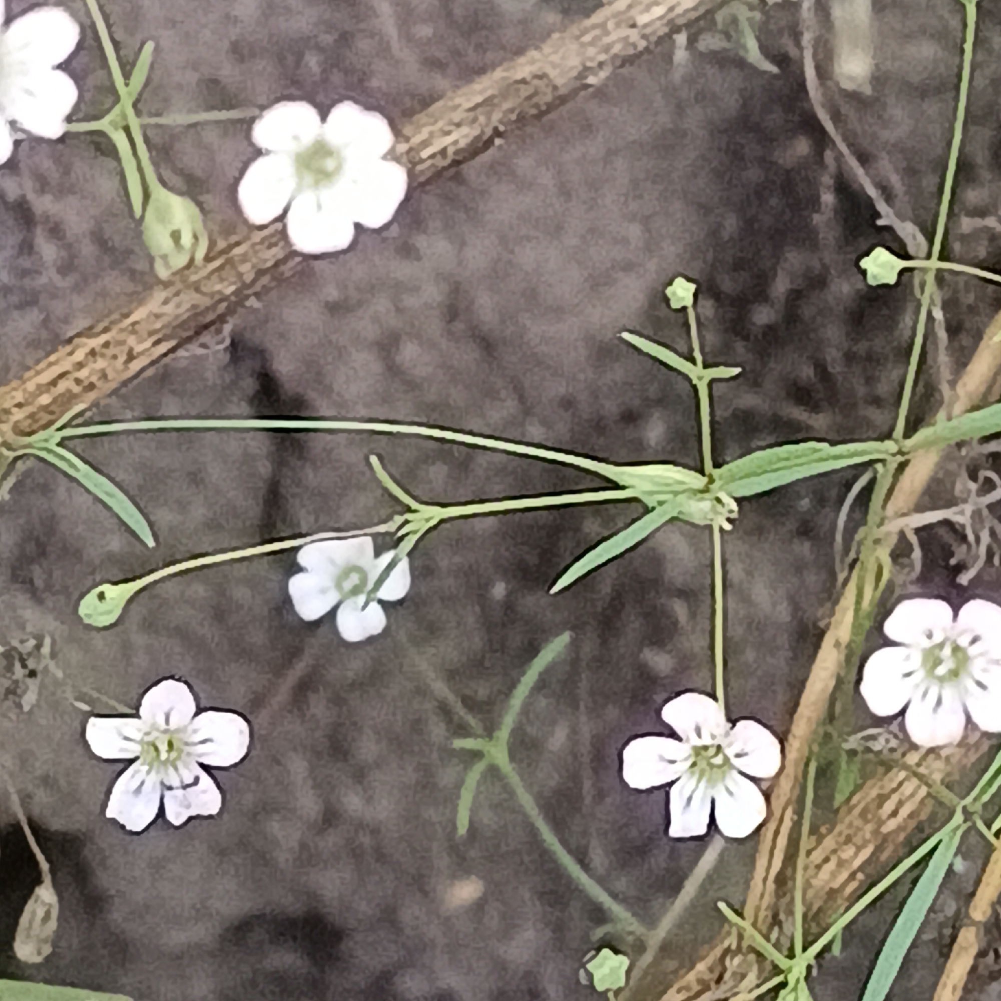 The image depicts a close-up view of small white flowers with five petals each, growing in an outdoor environment. The flowers are delicate and appear to be on thin green stems. Some of the flowers have a faint green center. They are interspersed with thin, dry, brown branches or twigs. The background is a dark, out-of-focus texture, possibly soil or rough ground. There are no people or animals visible in the image. The scene is likely in a natural setting, possibly a garden, field, or forest edge. The specific location in Tornovoe, Russia, cannot be determined from the visual information provided in the image.
