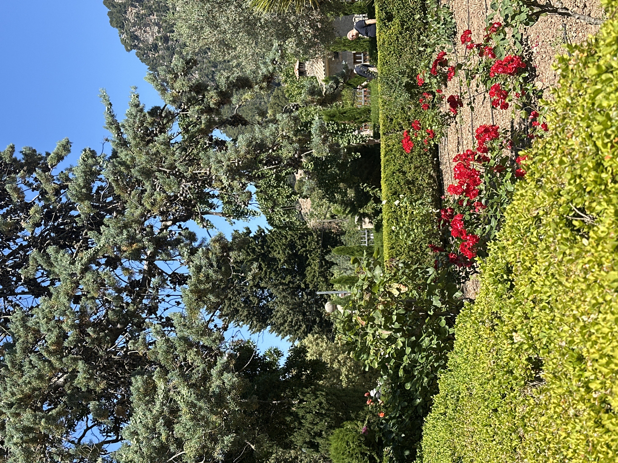 The image shows a lush garden in Valldemossa, Spain, likely within the grounds of the Royal Charterhouse. The foreground features a neatly trimmed hedge, adjacent to a climbing rose bush covered in vibrant red flowers, trained against a wall. Beyond the hedge and flowers, various trees and shrubs create a layered landscape. In the distance, partially obscured by the greenery, is a building with a tiled roof, possibly part of the Charterhouse complex. Two individuals are visible in the distance. The sky is clear and blue, suggesting a sunny day. The scene presents a serene and manicured garden environment.