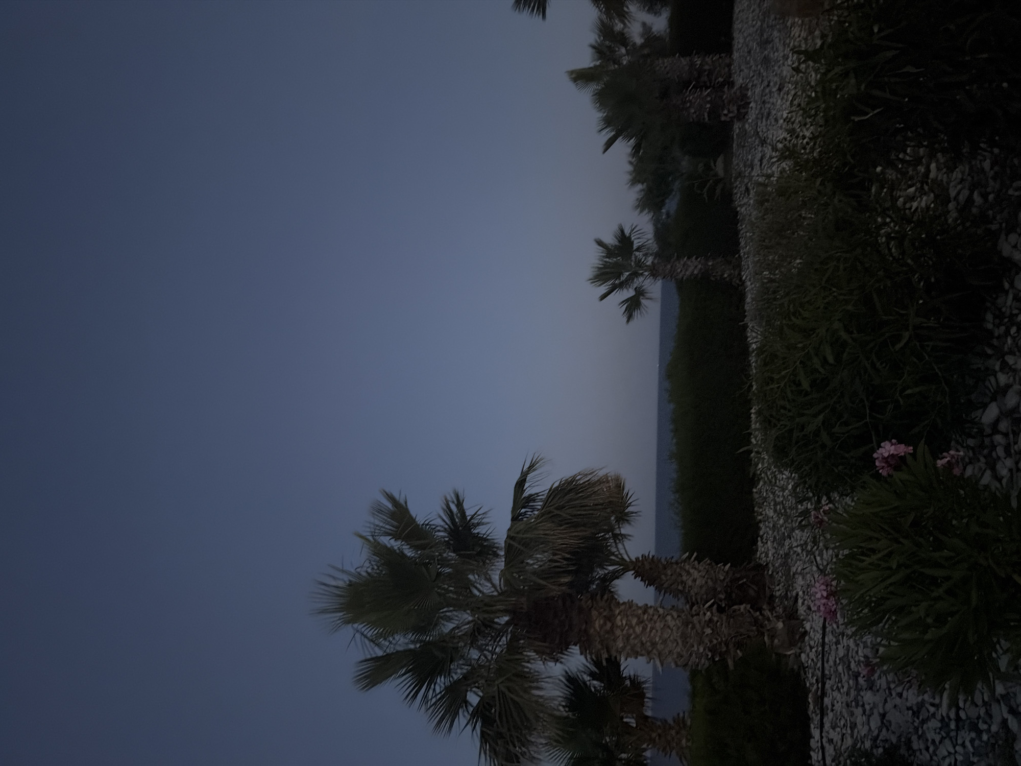 The image captures a landscape scene in Meneou, Cyprus, under low light conditions consistent with twilight or early night. The foreground consists of ground covered uniformly with white and grey pebbles, interspersed with dark green shrubs and bushes, some bearing small pink flowers. Dominating the left midground are several palm trees with thick, textured trunks and dark fronds, silhouetted against the dim sky. Additional smaller palm trees and dense green hedging extend across the midground to the right. Between the vegetation and the distant horizon, a segment of the calm, dark blue-grey sea is visible. The sky above is a uniform deep blue-grey, devoid of discernible clouds or celestial bodies. No human figures, animals, or artificial structures are present within the frame.