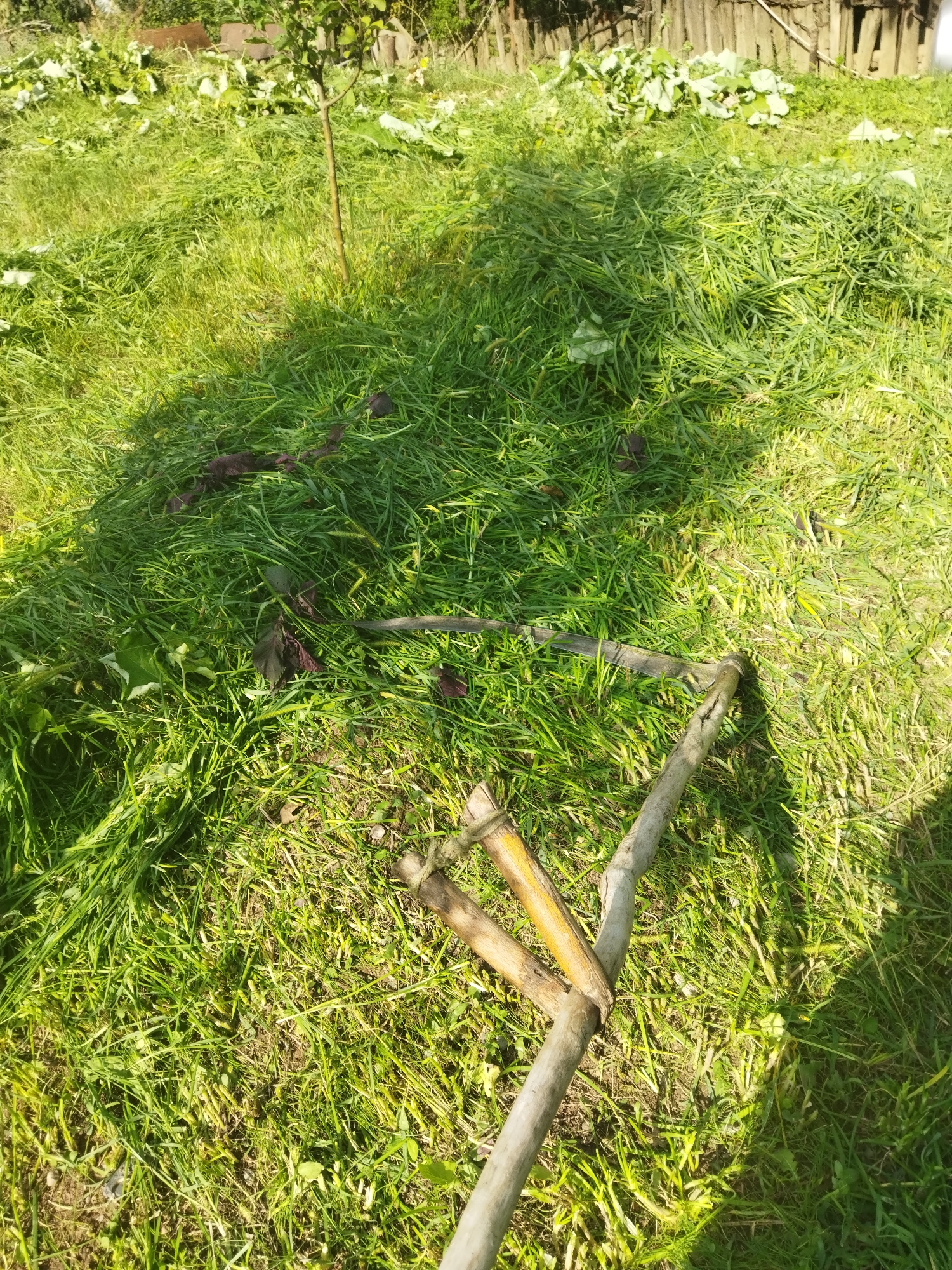 In Mailuu-Suu City, Kyrgyzstan, a sunlit outdoor scene depicts a swath of freshly cut grass, with a scythe lying horizontally across the middle of the frame. The scythe's blade is dark and metallic, while its wooden handle extends towards the bottom right corner. The grass is predominantly green, with some darker clumps and scattered leaves. A thin, sapling-like tree stands in the upper left quadrant of the image, casting a shadow. In the background, a weathered wooden fence is visible, bordering a patch of green foliage. The ground appears to be a mix of soil and grass.