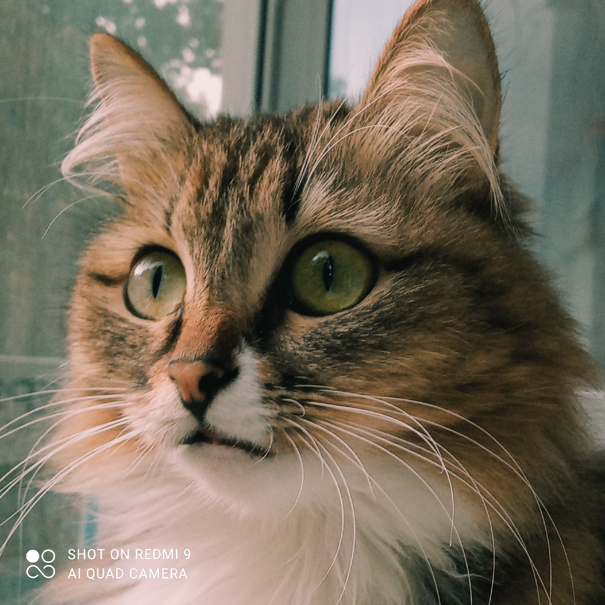 A close-up, outdoor, eye-level portrait photograph shows the head of a domestic cat. The cat is a mixed breed with tabby markings and green eyes, and it is looking to the left of the frame. The background is a blurred view of a window with a teal-colored tint, possibly from overcast skies or colored glass. A watermark in the lower left corner reads "SHOT ON REDMI 9 AI QUAD CAMERA". The image does not provide enough detail to determine its location in Chaikovsky, Russia.
