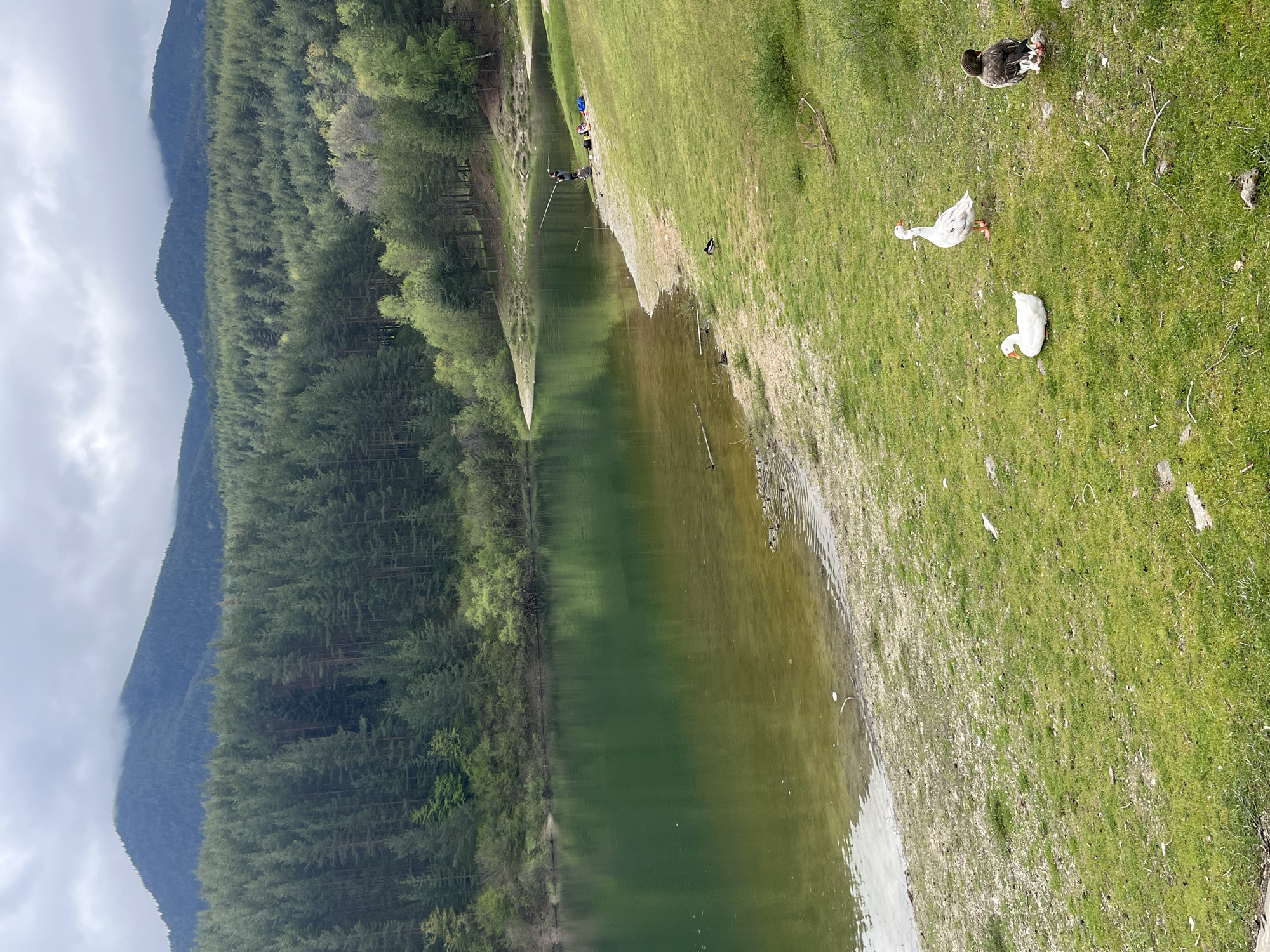 The image captures a landscape scene in Unknown, Unknown. On the right side, there is a grassy area where three ducks are situated - one is brown, and two are white. The grass extends down to the edge of a body of water, which appears to be a lake, reflecting the surrounding environment. On the opposite side of the lake, there's a dense forest. Several people are fishing near the bank, slightly visible in the background. In the far background, there's a mountain range partially obscured by clouds, suggesting an overcast day.
