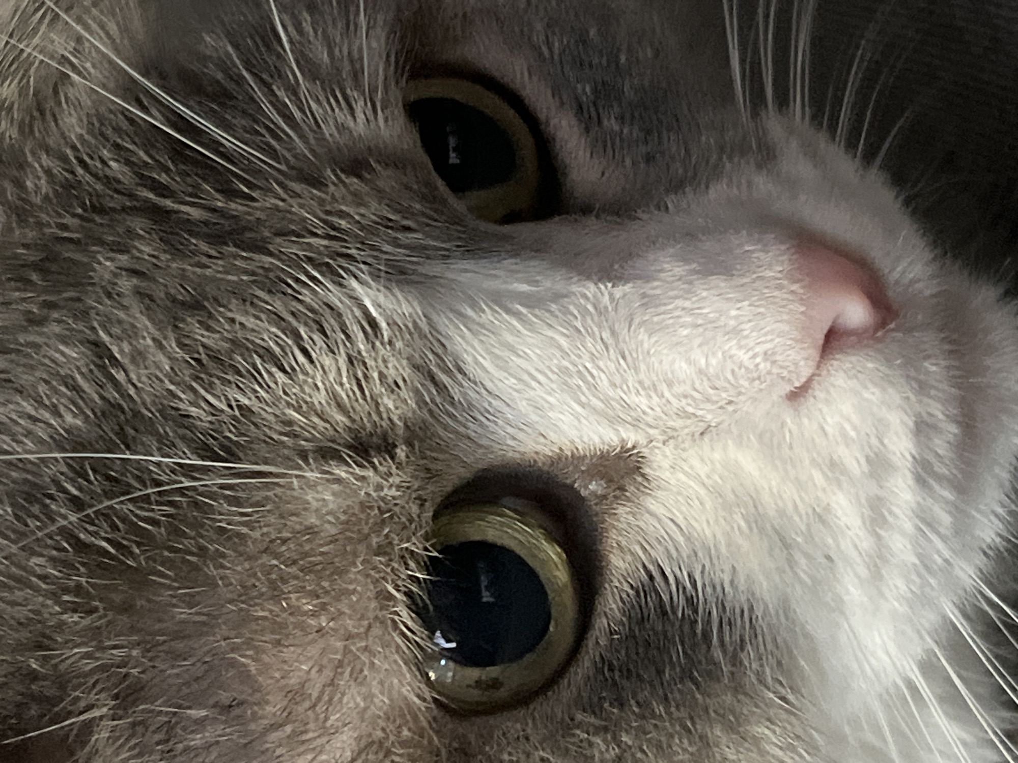 This is a close-up, high-angle, macro photograph of a domestic cat's face. The cat has gray and white fur, with prominent whiskers and bright, round eyes. The image focuses on the cat's eyes, nose, and surrounding fur. The lighting is direct, highlighting the texture of the fur and the reflections in the cat's pupils. There is no discernible background or environment visible. The location of this image in Choeng Thale, Thailand, is not evident from the visual content.