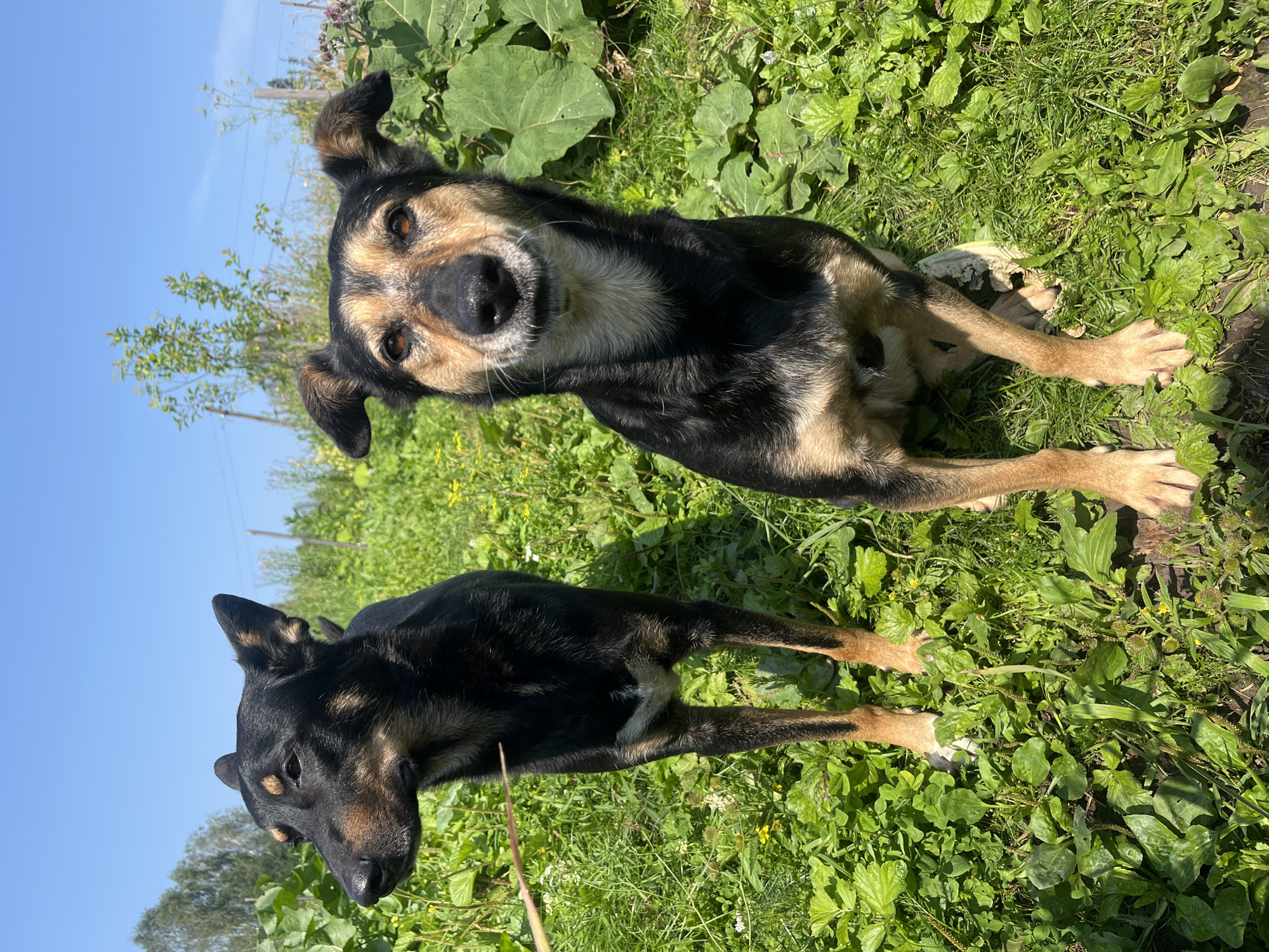 Two dogs, one black and tan and the other primarily black with tan markings, are standing in a grassy area with green foliage and some yellow wildflowers under a clear blue sky. The dog on the left is looking to the left, while the dog on the right is looking directly at the camera. The background shows more green plants, some trees, and utility poles, suggesting an outdoor, possibly rural or suburban, setting. The lighting indicates it is daytime with bright sunlight casting shadows.