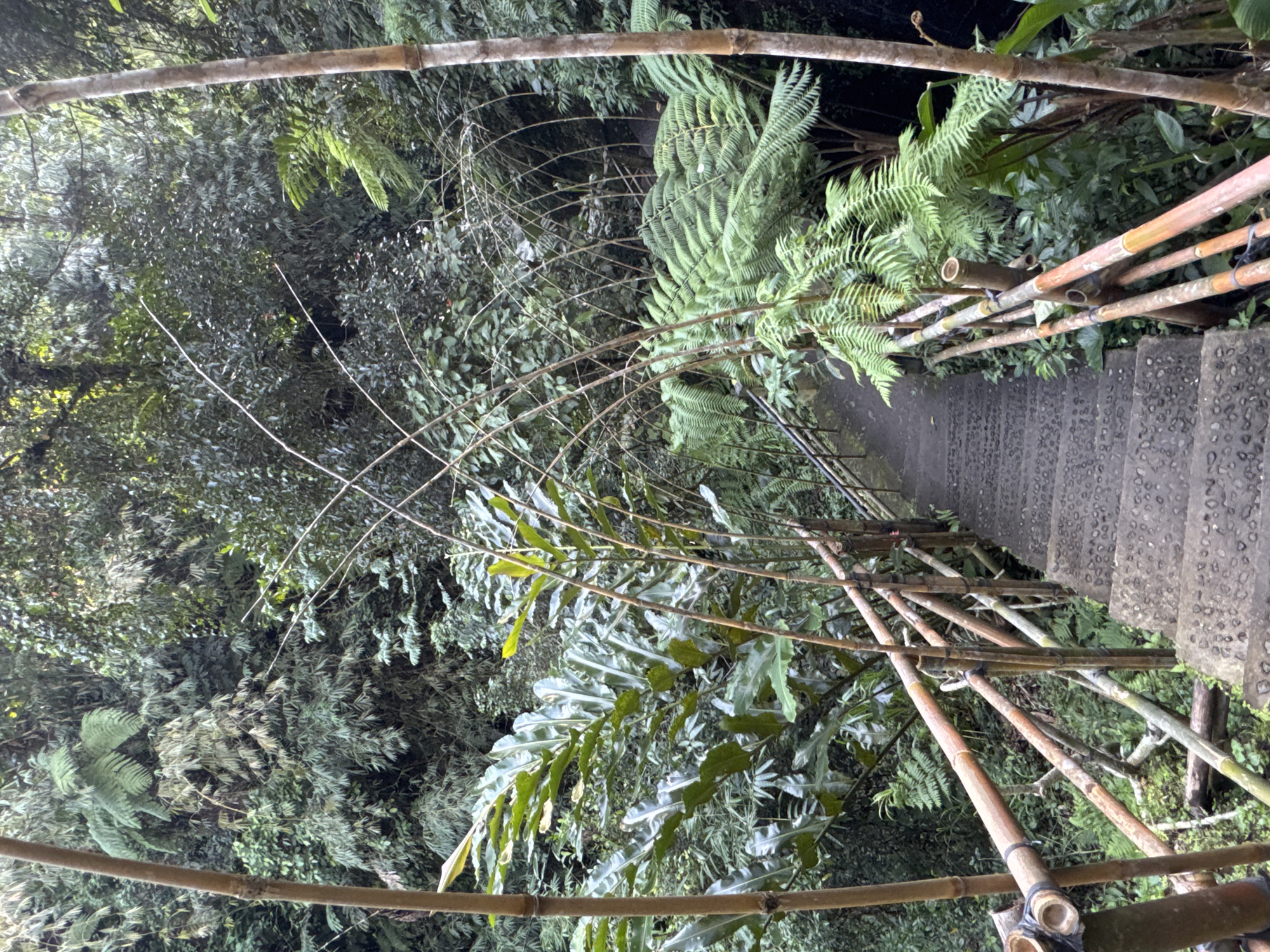 This media file depicts a stone staircase descending into a lush, green forest in Tembuku, Indonesia. The scene is dominated by dense foliage, including large ferns and bamboo stalks that form a natural railing along the stairs. The bamboo railing is rustic, made from natural poles tied together, adding to the natural and somewhat wild aesthetic of the location. The stairs themselves are made of stone with a pebble-like texture, indicating they are likely weathered and have been a part of the landscape for some time.
The lighting suggests it might be daytime, possibly overcast or shaded by the thick canopy of trees, as there are no harsh shadows. The overall mood is serene and natural, evoking a sense of exploration and immersion in nature. The thick vegetation and the way the bamboo is integrated with it suggest a tropical or subtropical environment. No people are visible in the media file, and there is no visible text. The focus is entirely on the natural setting and the man-made pathway through it.