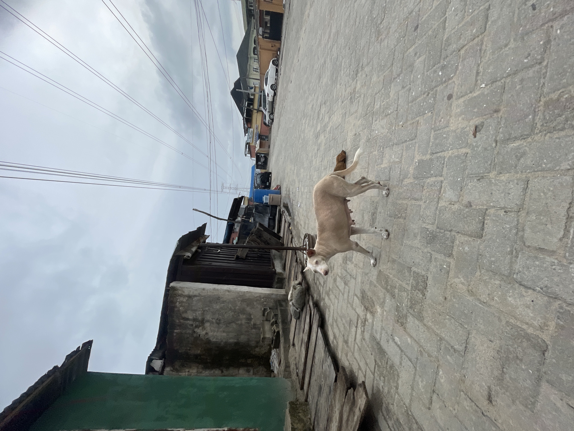 This image depicts an outdoor street scene in Ado, Nigeria, under an overcast sky. The ground is paved with grey interlocking bricks.
The main subject is a light-colored dog, possibly tan or cream, standing on the pavement. The dog appears to be an adult female, with visible teats suggesting she is nursing or has recently had puppies. She faces the viewer with an alert expression. Behind her, the hindquarters of a smaller, darker brown dog are partially visible. To the left, near the base of a building, a grey cat or small animal is curled up.
The street is lined with various buildings, some appearing residential and others commercial, featuring a mix of architectural styles, including plastered walls and corrugated metal roofs. Utility poles and a dense network of overhead power lines crisscross the cloudy sky. Further down the street, several cars—including white and grey vehicles—are parked. Clutter, including wooden planks and a blue barrel, is visible near the buildings on the left. A green wall or surface is partially visible in the foreground bottom left.
The scene captures an ordinary moment of daily life in an urban or semi-urban setting. The weather is cloudy, providing soft, diffused light, indicating daytime. There is no discernible text visible in the image.