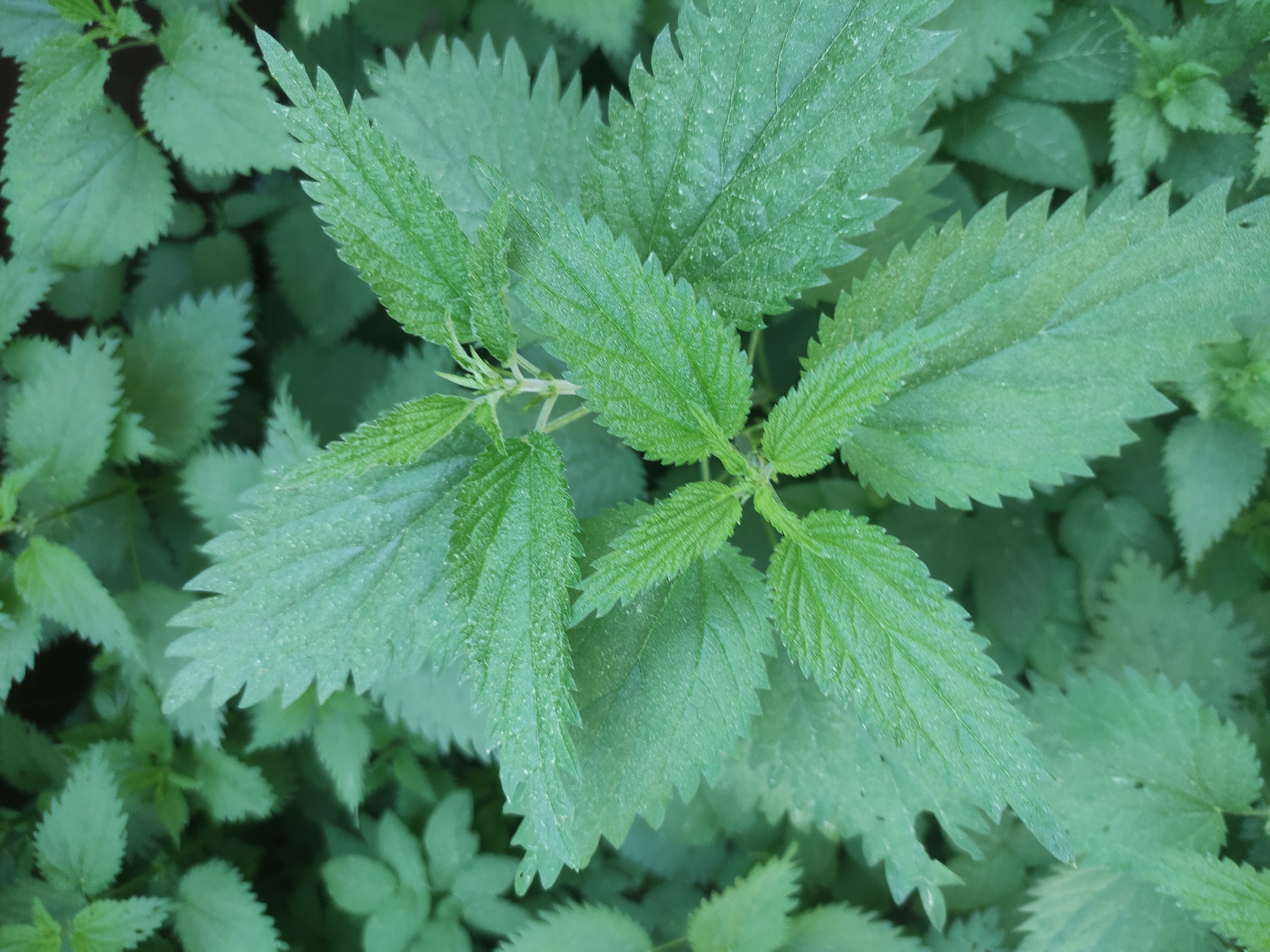 The image depicts a patch of stinging nettles (Urtica dioica) in an overgrown environment. The plants are characterized by their serrated, oval-shaped leaves and a vibrant green coloration. The leaves have prominent veins and a rough texture. There are no people, subjects, objects, actions or interactions visible in the frame. The location is Kratovo, Russia.
