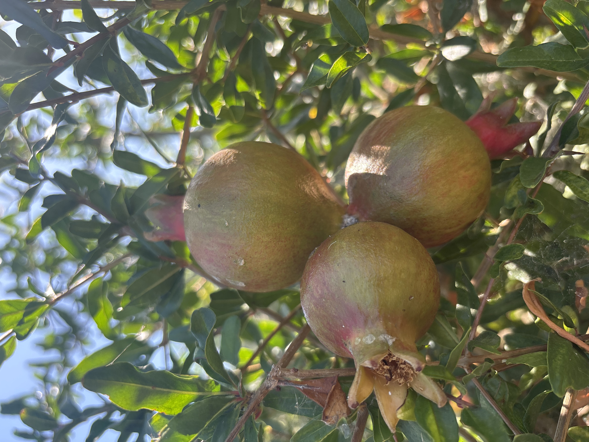 Three pomegranates are growing on a branch of a tree, with green leaves surrounding them. The pomegranates are mostly green with some reddish blush. One pomegranate is slightly open at the bottom, revealing dried seeds. The background shows a bright blue sky and more green leaves, some out of focus with bokeh effects. The lighting suggests it is daytime, possibly late afternoon, with sunlight filtering through the leaves. The image appears to be taken in an outdoor environment, likely a garden or orchard, and could be located in the city of Campomarino, Italy. There are no people or animals visible in the image.