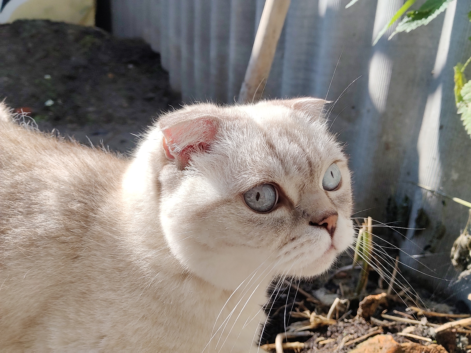 A Scottish Fold cat with light cream-colored fur and striking blue eyes is shown in close-up. The cat is outdoors, with a blurred background of dry earth, twigs, and a corrugated metal fence. The lighting suggests it is daytime, with sunlight casting shadows. The cat's ears are folded forward, a characteristic of the breed. There are no people or other animals visible in the image. The location is stated to be Kharkiv, Ukraine, though there are no specific visual cues to confirm this.