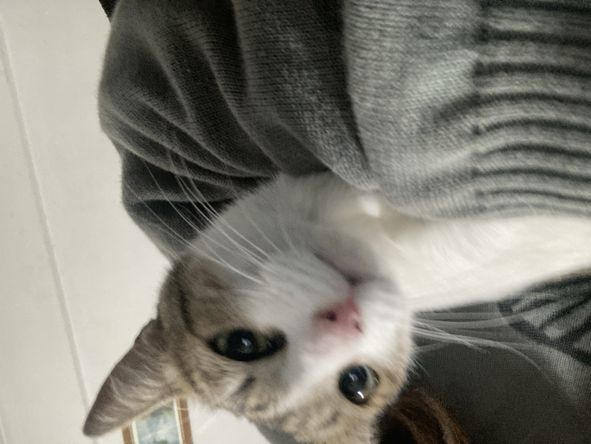 A cat with white and grey fur is being held. The cat is positioned upside down, with its face towards the camera. The cat has a pink nose and black eyes. A grey sweater is visible in the background. Part of a white wall and window can be seen on the left side of the image. The location is unknown and is not discernible from this image.
