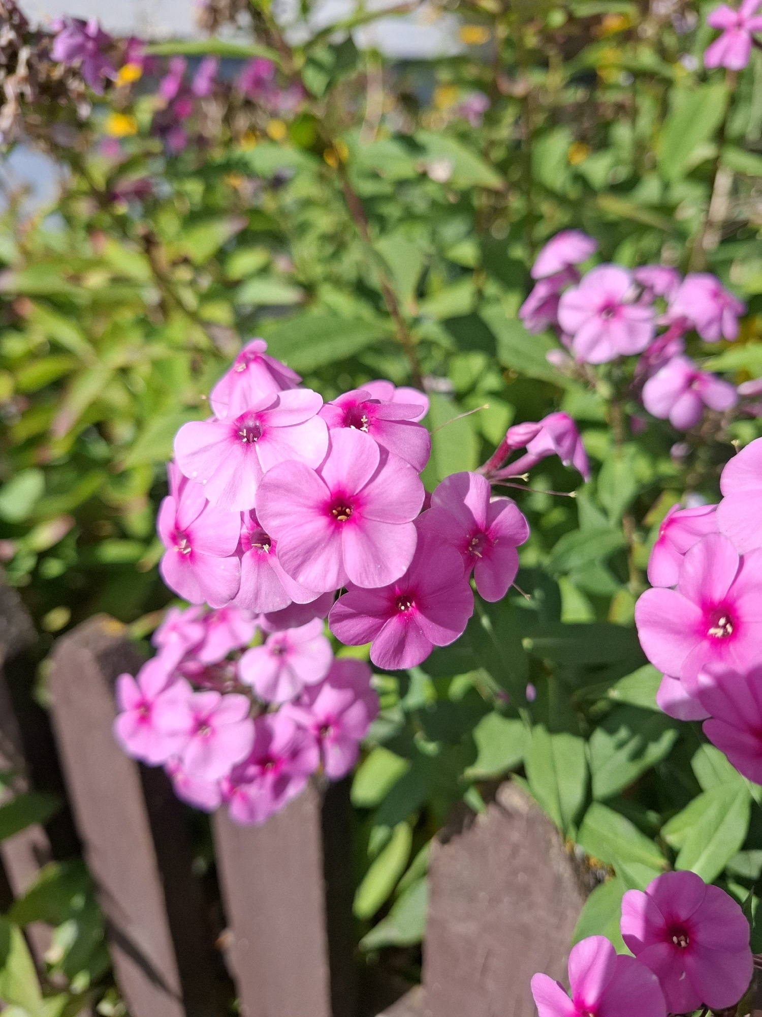 In an outdoor setting, a cluster of vibrant pink phlox flowers takes center stage, their petals unfurling in the bright sunlight. The flowers, with their distinct five-petaled blooms, are arranged in a dense inflorescence. Some of the blooms are in sharp focus, showcasing their intricate details and the dark pink centers, while others in the foreground and background are softly blurred, creating a sense of depth.
The flowers are nestled amongst lush green foliage, which forms a verdant backdrop. The leaves are varied in shape and size, some appearing broad and others more slender, all contributing to the natural, garden-like atmosphere. A wooden fence, made of dark brown, weathered planks, runs diagonally across the lower portion of the image, adding a rustic element to the scene. The fence posts are visible, some appearing more substantial than others, suggesting a well-established garden boundary.
The lighting suggests a sunny day, with highlights and shadows playing across the petals and leaves, indicating the direction of the sun. The overall impression is one of a flourishing garden in bloom, with the phlox flowers being the undisputed focal point. The location is described as Unknown, Unknown, implying a generic or unspecified urban or suburban environment. There are no people or animals visible in the image.