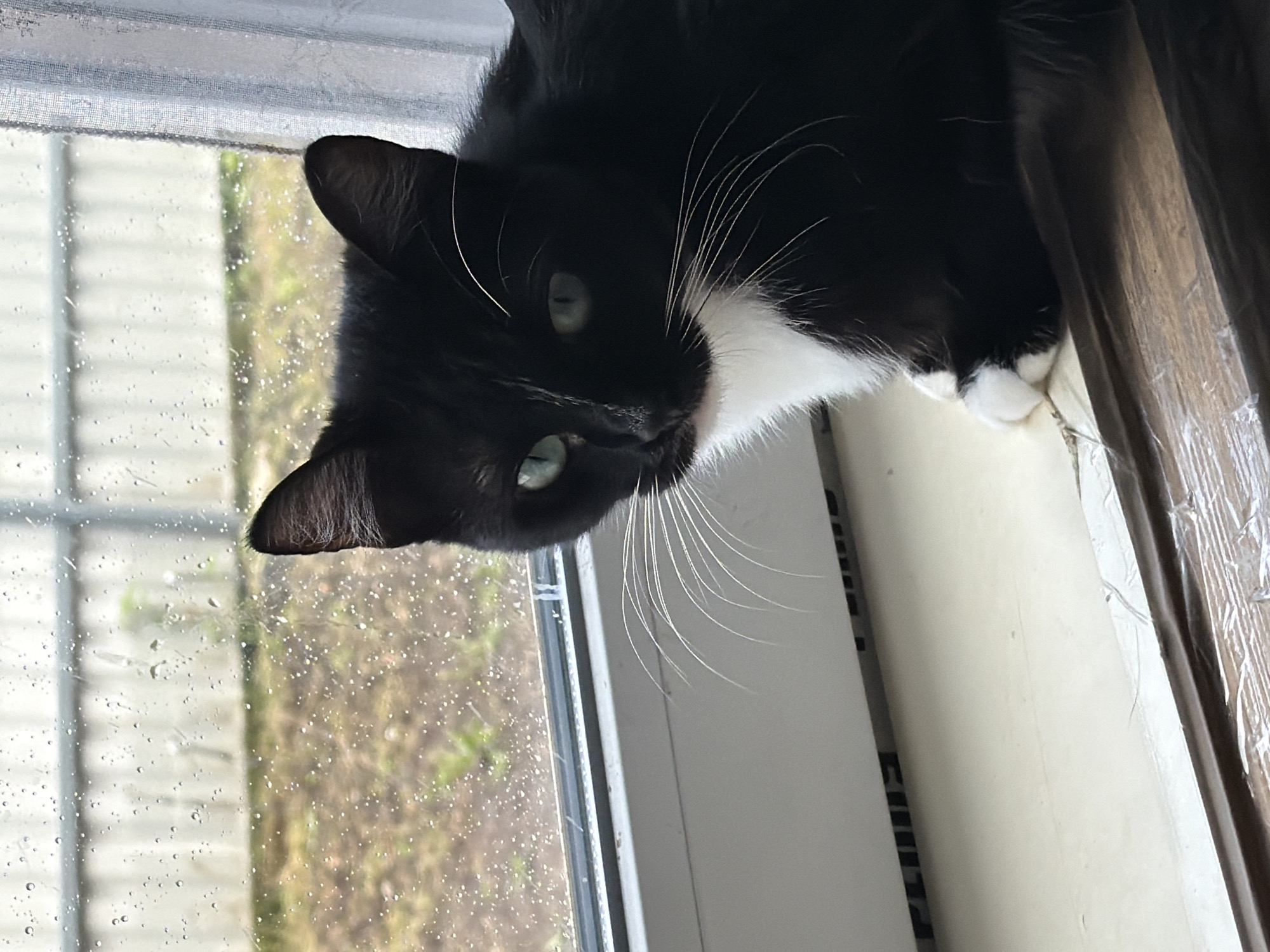 A black and white cat with green eyes sits on a windowsill looking out at a rainy day. The windowpane is covered in raindrops, obscuring the view of a garden and a fence outside. The cat is primarily black with a white chest and paws. Its whiskers are long and white. The windowsill appears to be made of wood and is covered with a clear plastic sheeting in some areas. The background shows a curtain on the right side of the window. The scene suggests an indoor setting in a residential area, possibly in a city like Krasnyi Krym, Russia, given the presence of typical Russian residential window structures and the overcast, rainy weather.