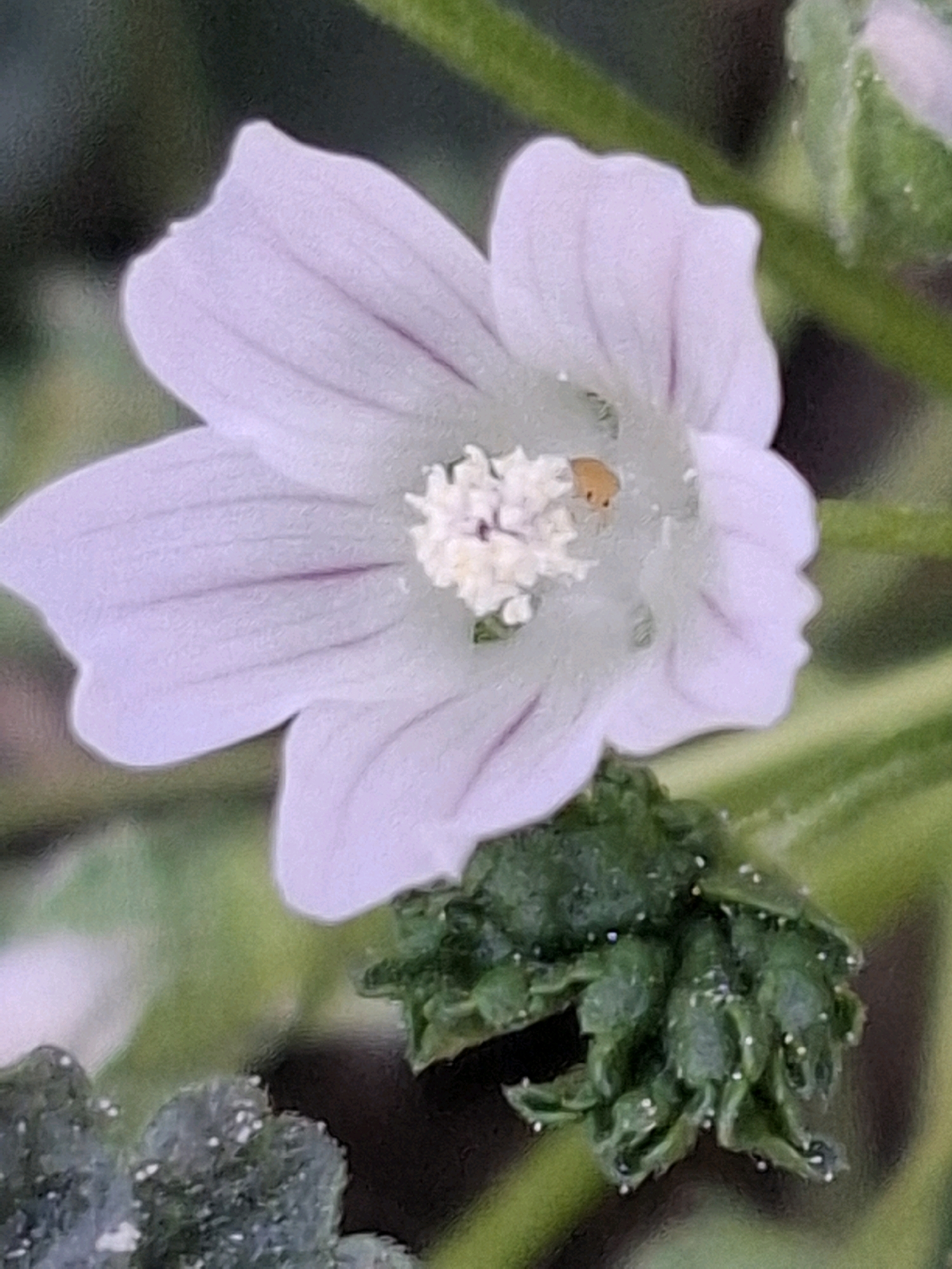 A close-up, macro shot captures a pale purple flower with delicate pink veins. The flower's petals are soft and slightly wavy, surrounding a fuzzy white center. A tiny, orange insect with visible eyes is perched on the stamens within the flower's center. Below the flower, a cluster of crumpled, dark green leaves is visible, dotted with small white specks. The background is a blur of green and dark hues, suggesting an outdoor, natural setting. This image does not provide any information about the city of Almaty, Kazakhstan.