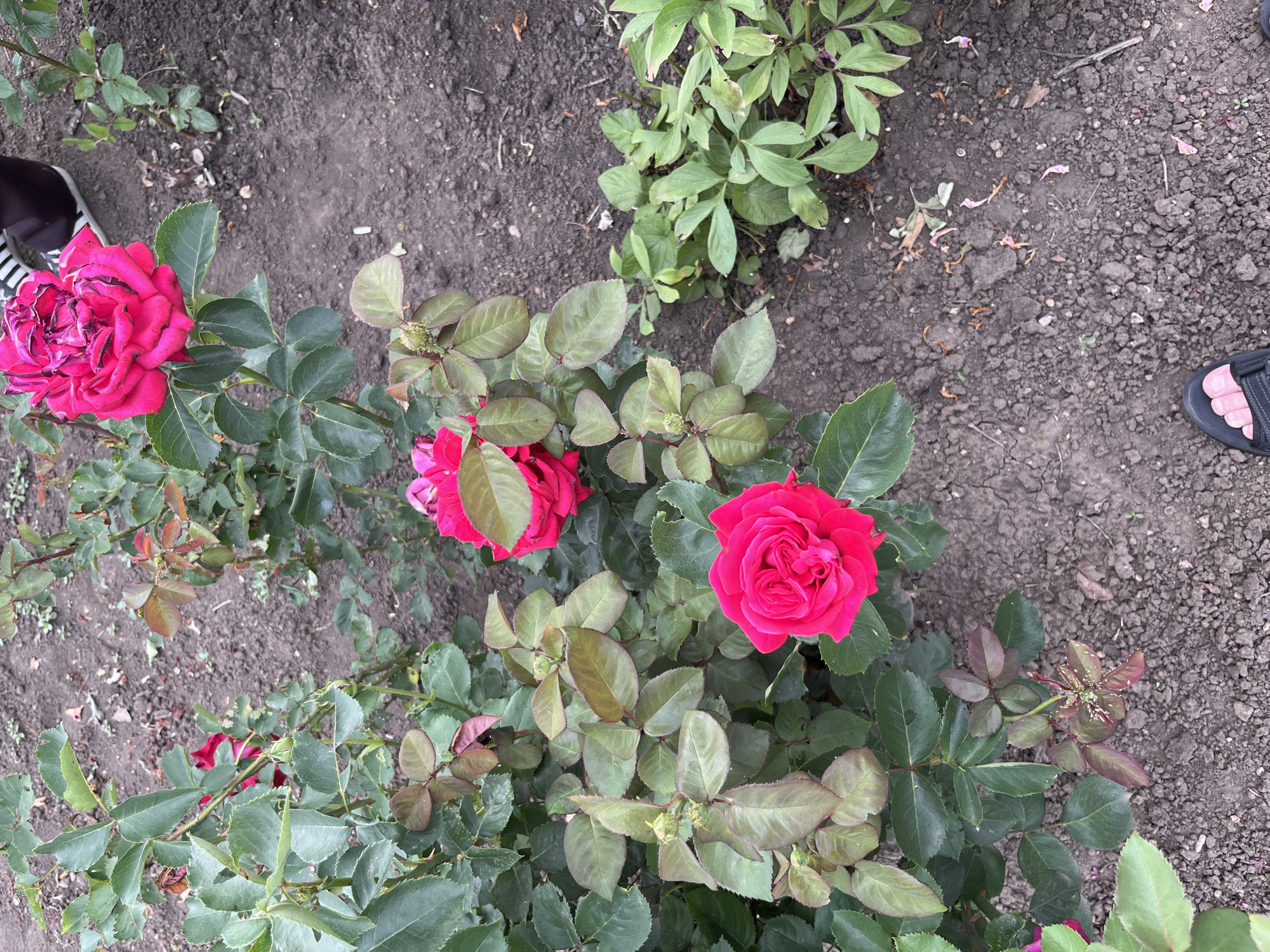 The image presents a ground-level perspective within a rose garden, identified as being in Poltavka, Ukraine. The central focus is a collection of rose bushes featuring multiple vibrant fuchsia-pink blooms and green foliage. Three fully opened roses are prominently displayed: a large one in the upper right, a medium-sized one centrally located, and another medium-sized one in the lower left. Numerous rosebuds and developing leaves in shades of green and reddish-brown are visible on the bushes. A notable detail is a localized infestation of small, light-colored insects, consistent with aphids, clustered on a developing rosebud and its adjacent new leaves on a bush in the lower right quadrant of the image. The ground consists primarily of dark, tilled soil, exhibiting some small cracks, pebbles, and scattered organic debris including fallen pink petals. To the right of the central rose bush, a cluster of smaller green plants with distinctively rounded leaves grows directly from the soil. Two sets of human feet are partially visible within the frame: one set wearing black and white striped athletic shoes appears at the top right, while a left foot encased in a dark sandal is visible at the very bottom center of the image.