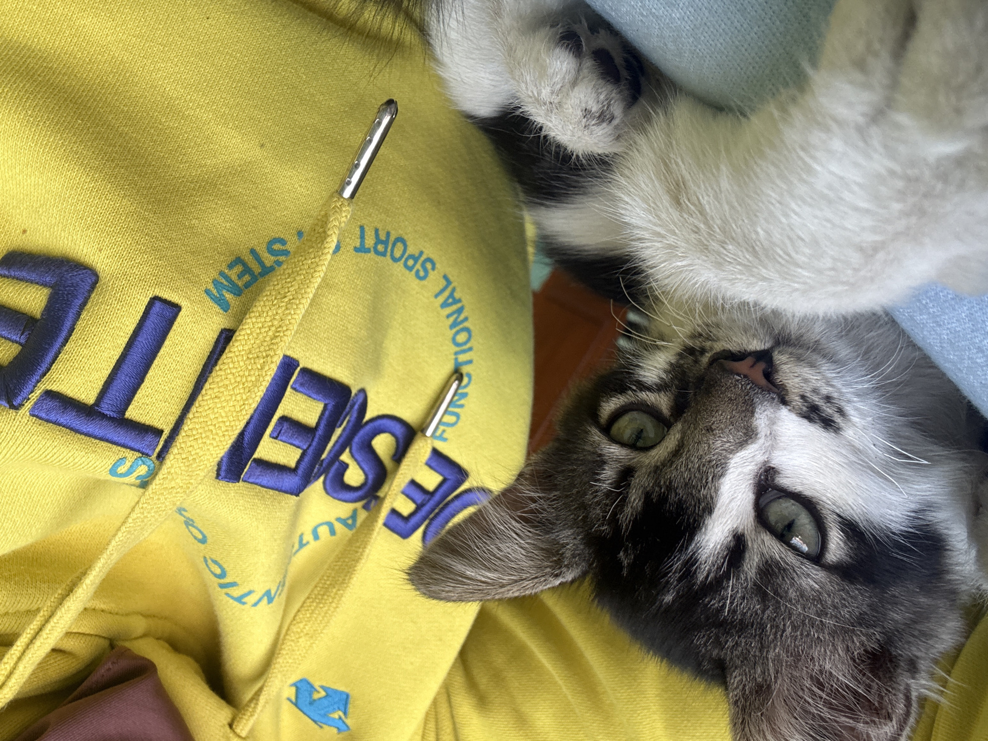 A domestic cat is resting on a yellow hooded sweatshirt. The cat has grey and white fur and green eyes. The sweatshirt has blue lettering that appears to say "JET SYSTEM" and "FUNCTIONAL SPORT". The image is a close-up shot, with the cat's face and front paw prominently featured. The background is blurred, but appears to be indoors. There is no indication of the location in Pasirlangu, Indonesia.