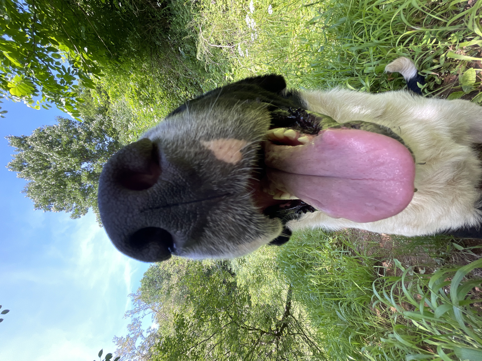 This close-up, low-angle photograph captures a black and white dog outdoors, rotated ninety degrees counter-clockwise. The dog's face is prominent, with its large, dark nose filling the bottom-left of the frame due to the wide-angle perspective. Its mouth is open wide, revealing white teeth, including canines and molars, and a long, pink tongue extending towards the center-right. Dark fur covers parts of its face and head, contrasting with the white and cream fur on its chest and body. A segment of the dog's black and white tail is visible among the grass in the upper right.
The background consists of vibrant green foliage, including tall grass and leafy trees, suggesting a natural setting like a park or forest. A clear, bright blue sky is visible on the left side of the frame. The strong natural lighting indicates it is daytime, likely morning or afternoon, with sunny weather. The dog appears to be looking directly at the camera, possibly panting from activity or expressing curiosity, conveying a playful and energetic mood. The scene evokes the natural beauty of Zlatograd, Bulgaria. There is no visible text.