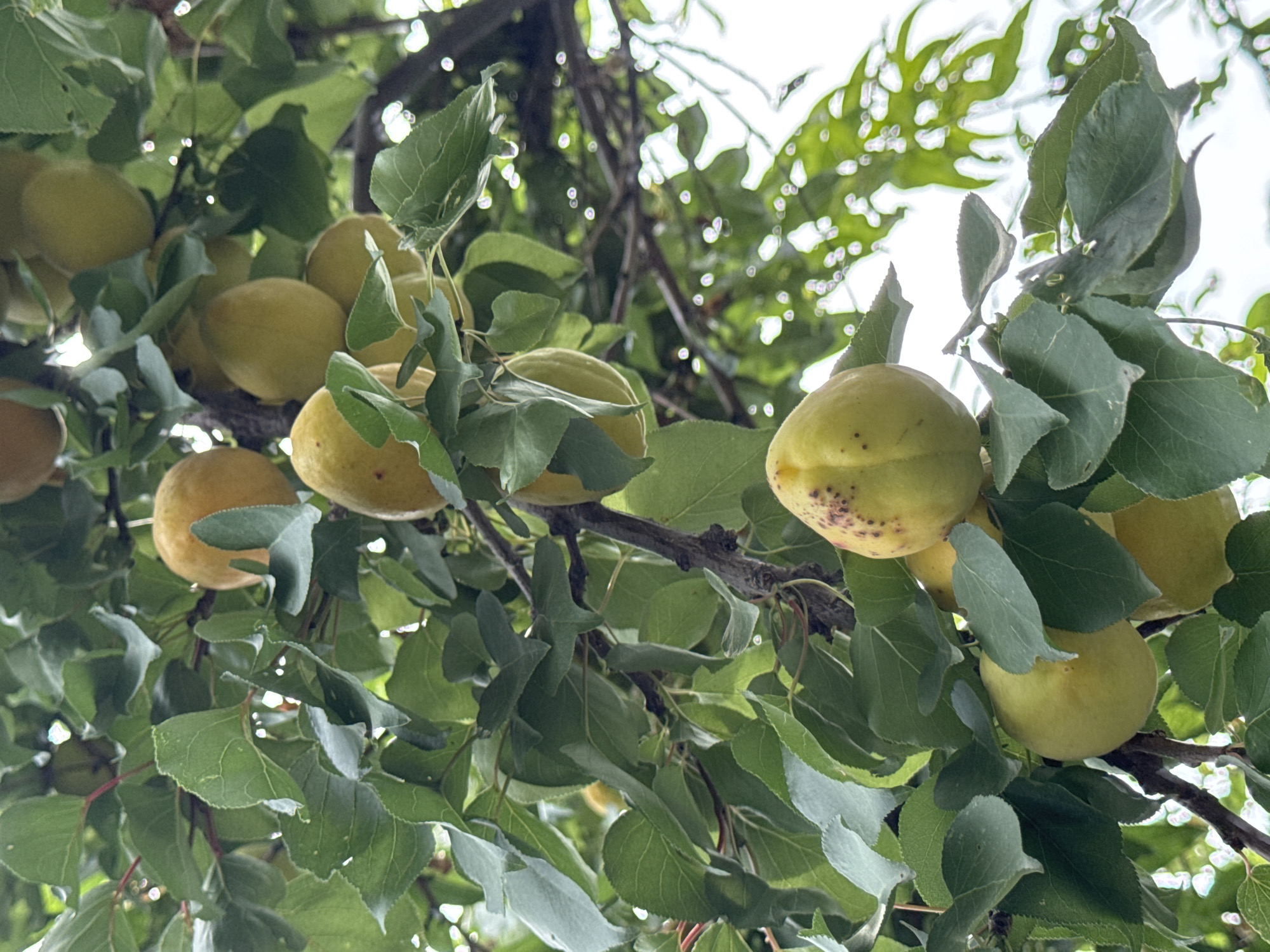 The image shows a close-up view of apricots growing on a tree, with lush green leaves and branches filling the frame. The apricots are various shades of yellow and orange, some appearing ripe and others still developing. The sunlight filters through the leaves, creating bright highlights and dappled shadows. The scene appears to be an outdoor setting, likely a garden or orchard, consistent with the abundance of fruit-bearing trees found in and around Almaty, Kazakhstan. No people or animals are visible in the image, and there are no specific urban or architectural elements to suggest a precise location within the city. The focus is solely on the natural elements of the apricot tree.