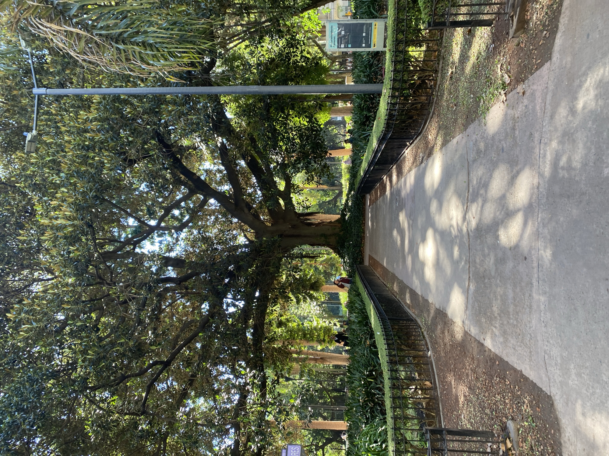 A long, straight concrete path stretches into the distance. On either side, low black iron fences define the path's borders, with manicured green plants and bushes behind them. A massive, leafy tree dominates the left side of the scene, its branches arching over the path, creating a tunnel effect. Shadows from the leaves dappled on the concrete pathway. Further down the path, figures of people can be seen in the distance. A grey streetlight pole is to the left of the path. The image appears to be taken in Plaza Intendente Alvear in Buenos Aires, Argentina.