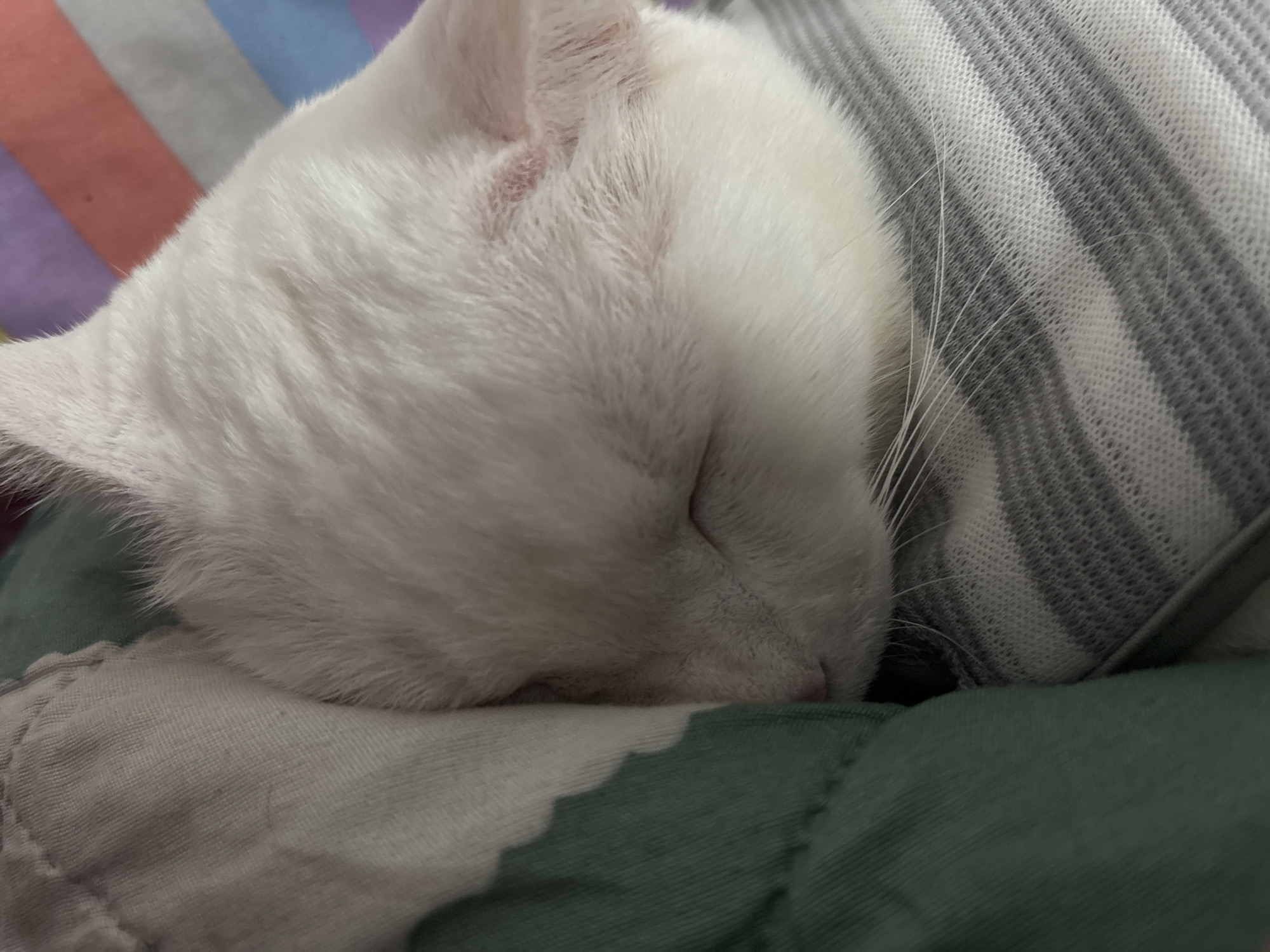 A close-up shot reveals a sleeping, white cat resting on a quilted surface. The cat's head is positioned on a green and white patterned fabric, with its body partly covered by a gray and white striped material. The cat's eyes are closed, and its whiskers are visible. The background features a glimpse of a multi-colored striped surface in blue, purple, gray and red. There is no indication of the city of North Jakarta, Indonesia from this image.