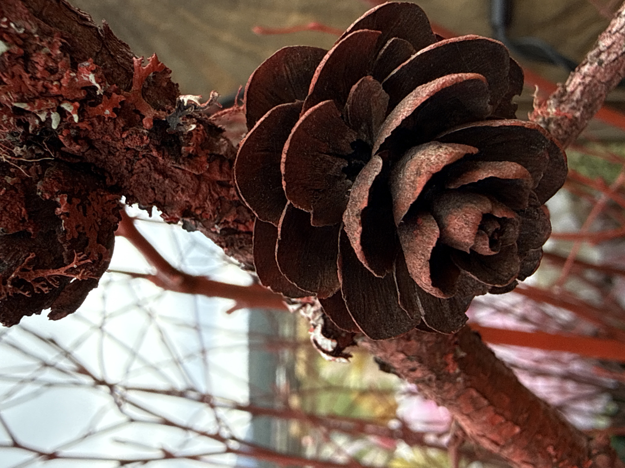 A close-up shot shows a brown pine cone affixed to a red-painted tree branch. The pine cone is centrally located, displaying its layered petal-like structure. The branch, also red, extends diagonally. The background is indistinct, with light tones suggesting a cloudy or overcast sky. The location, Tyulyuk, Russia, is outside the scope of what can be determined from the visual elements.