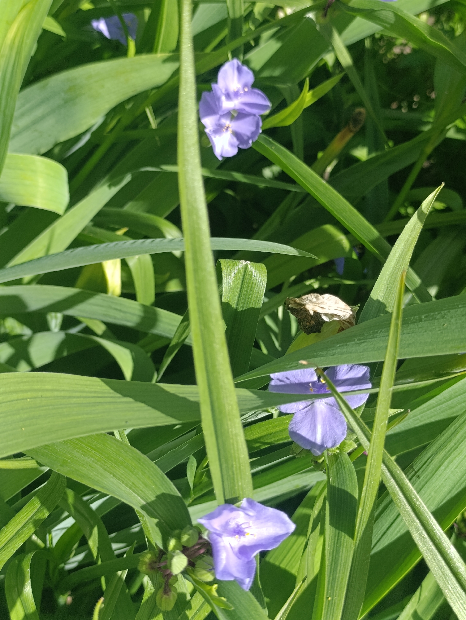 This image depicts a close-up view of several purple spiderwort flowers interspersed with lush green foliage. The lighting suggests it is daytime, with sunlight casting shadows and highlighting the delicate petals. One flower, in the lower right, is in full bloom, revealing its intricate structure. Another bloom, in the upper portion of the frame, is also visible. The plants appear to be growing in a natural, outdoor setting. The scene is set in the city of Bila Tserkva, Ukraine, likely a garden or park area. There are no people or animals visible in the image.