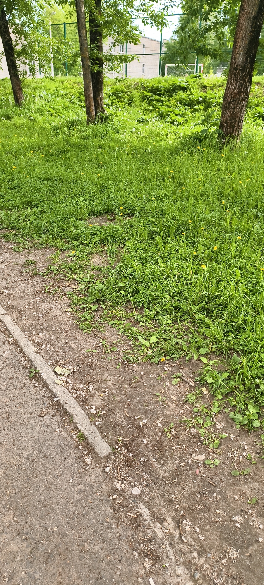 The image captures an outdoor scene featuring a mix of natural and man-made elements. In the foreground, a concrete curb separates a dirt path from a patch of vibrant green grass. The dirt path is sparsely covered with small green plants and dry debris. The grass area is dense and healthy, dotted with numerous small yellow flowers, likely dandelions.
Moving towards the midground, more lush green grass and undergrowth fill the space. Several tree trunks, with bark ranging from light brown to dark brown, rise from the grassy area. Their canopies, filled with bright green leaves, are visible at the top of the frame.
In the background, behind the trees and dense vegetation, a light-colored, multi-story building with several windows can be seen. To its right, a green mesh fence, possibly enclosing a sports court, is visible. Beyond the fence, part of a white goal structure, resembling a soccer or handball goal, is discernible, further suggesting a recreational or school environment.
The scene appears to be set on a daytime, likely overcast, as there are no harsh shadows. The abundant green foliage and flowers indicate late spring or early summer. No people or specific activities are present, giving the impression of a quiet, natural area adjacent to an urban or suburban facility. There is no visible text in the image.