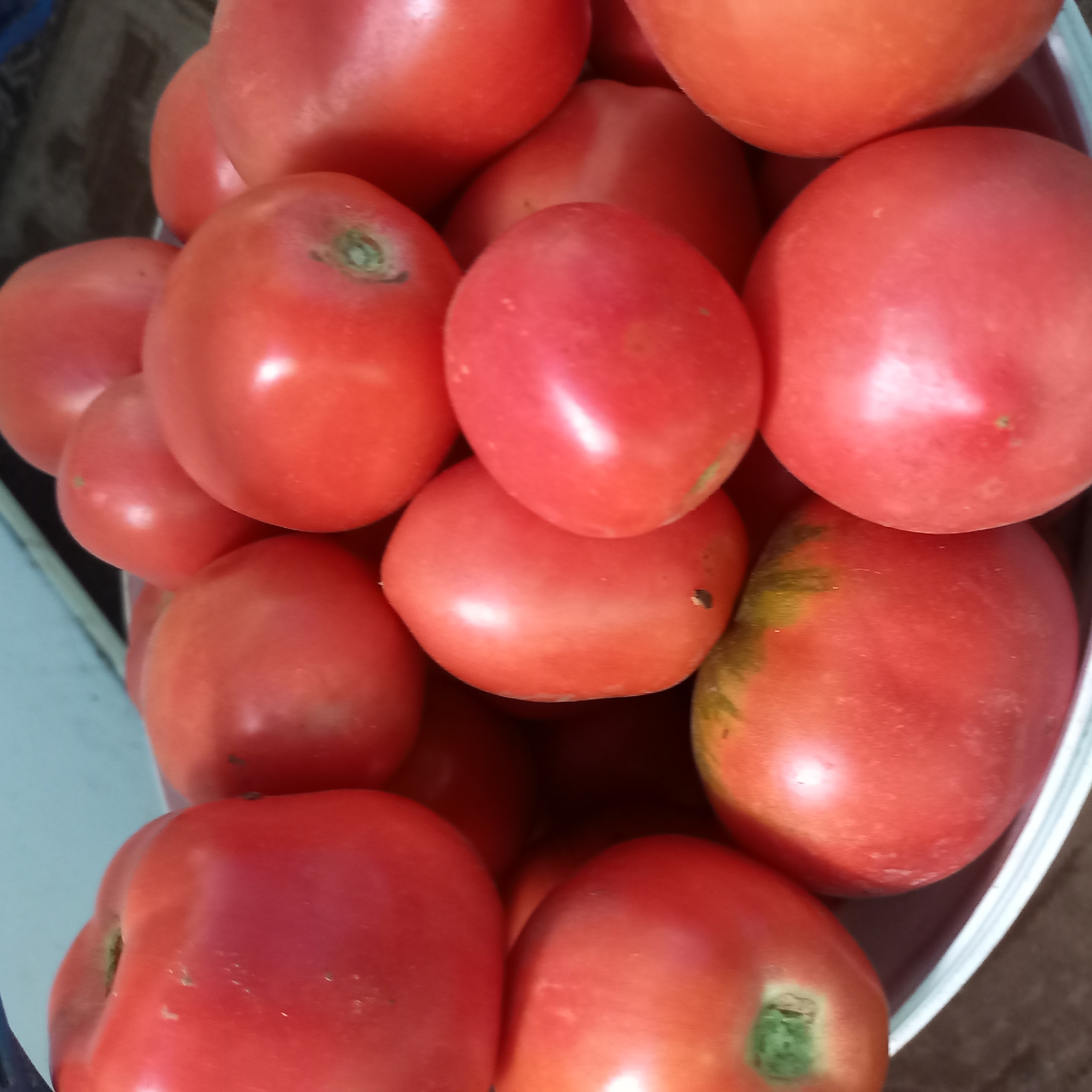 A close-up, eye-level shot captures a white bucket filled with ripe, red tomatoes. The tomatoes are of varying sizes and shapes, with some exhibiting slight greening near the stem. The lighting is natural, casting soft shadows and highlighting the glossy skins of the tomatoes. The background is blurred, suggesting an outdoor setting, possibly a market or garden. The image does not contain any specific identifying features that would indicate a location in Klyntsi, Ukraine, or any particular urban environment.