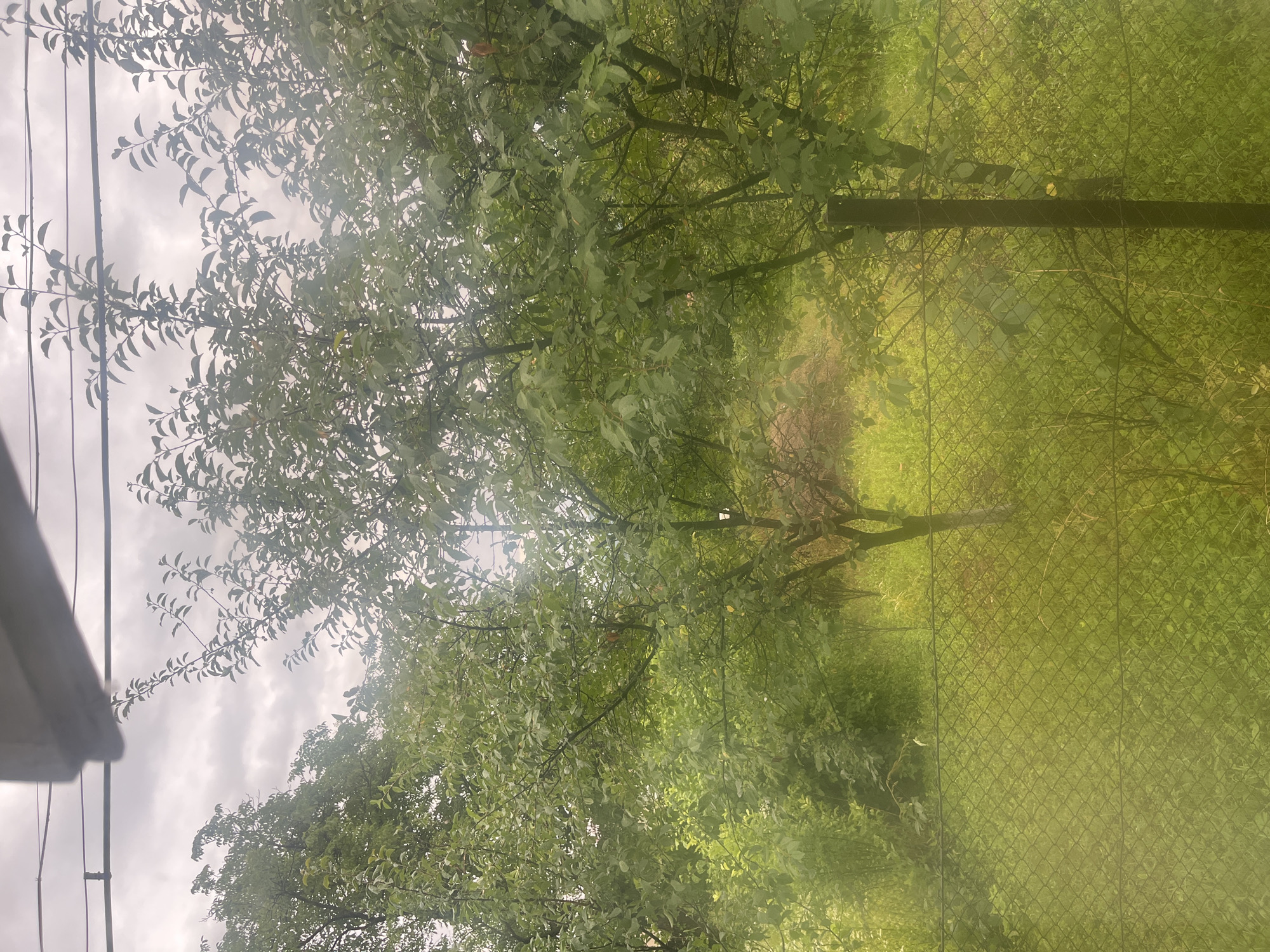 The image depicts an overgrown backyard in Velykyi Bychkiv, Ukraine. A chain-link fence runs across the foreground, partially obscuring a densely vegetated area characterized by tall grass and various trees. In the background, several trees with lush green foliage dominate the scene. The sky is overcast with clouds. The overall impression is one of a neglected, wild garden.