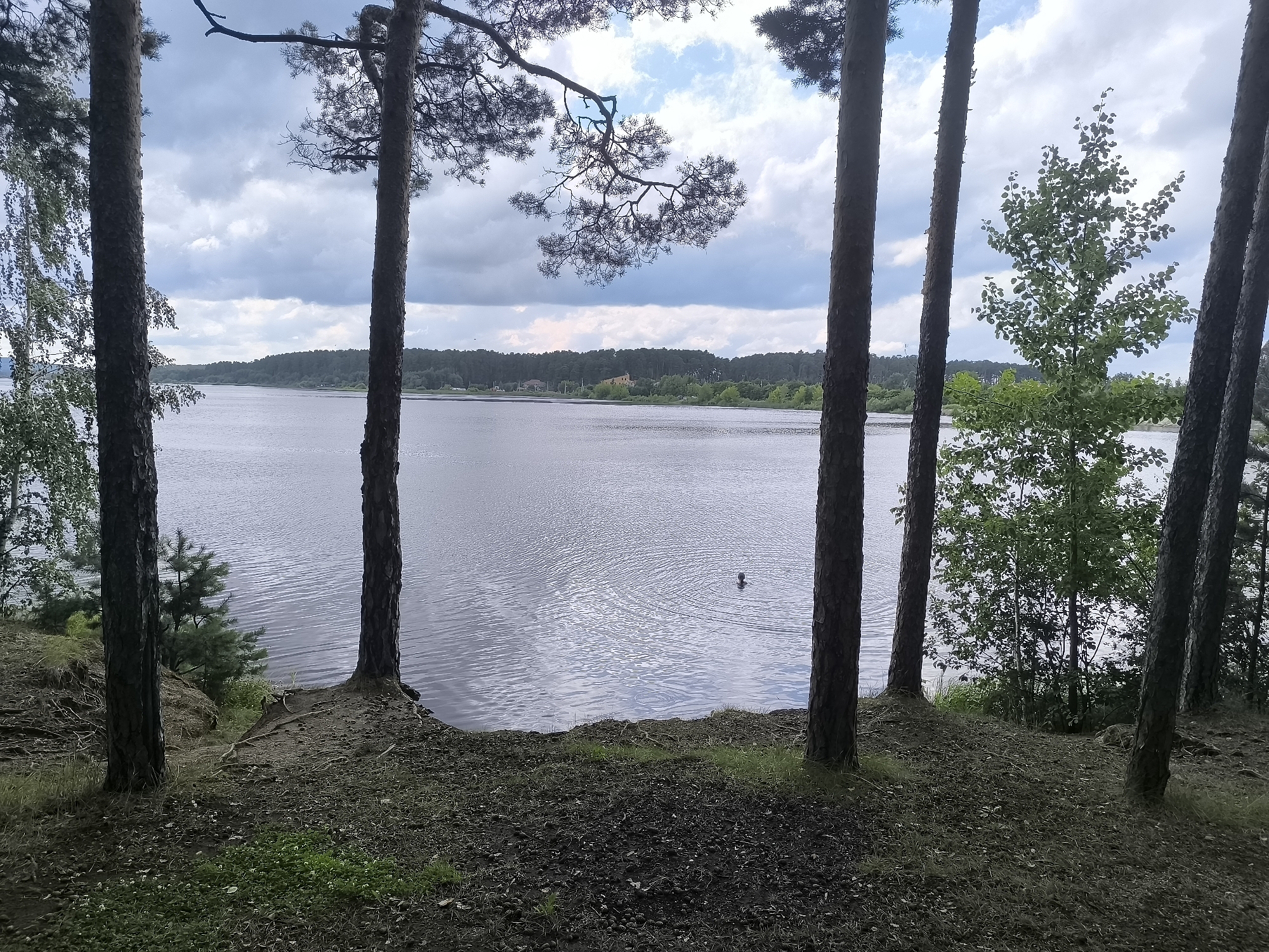 An outdoor, eye-level, landscape shot captures a serene view of a lake through a frame of tall pine trees. The foreground is a wooded area with a thick layer of pine needles and sparse patches of green grass. Several large pine tree trunks dominate the foreground, creating vertical lines that lead the eye towards the lake. The lake itself is calm, with subtle ripples on its surface, reflecting the cloudy sky and surrounding foliage. In the distance, a densely wooded shoreline is visible, with a few houses and structures nestled among the trees. The sky is overcast with a mix of gray clouds and patches of bright blue, suggesting a dynamic weather day. A lone figure can be seen swimming in the lake, adding a touch of human presence to the natural scene. The overall atmosphere is one of tranquility and natural beauty.