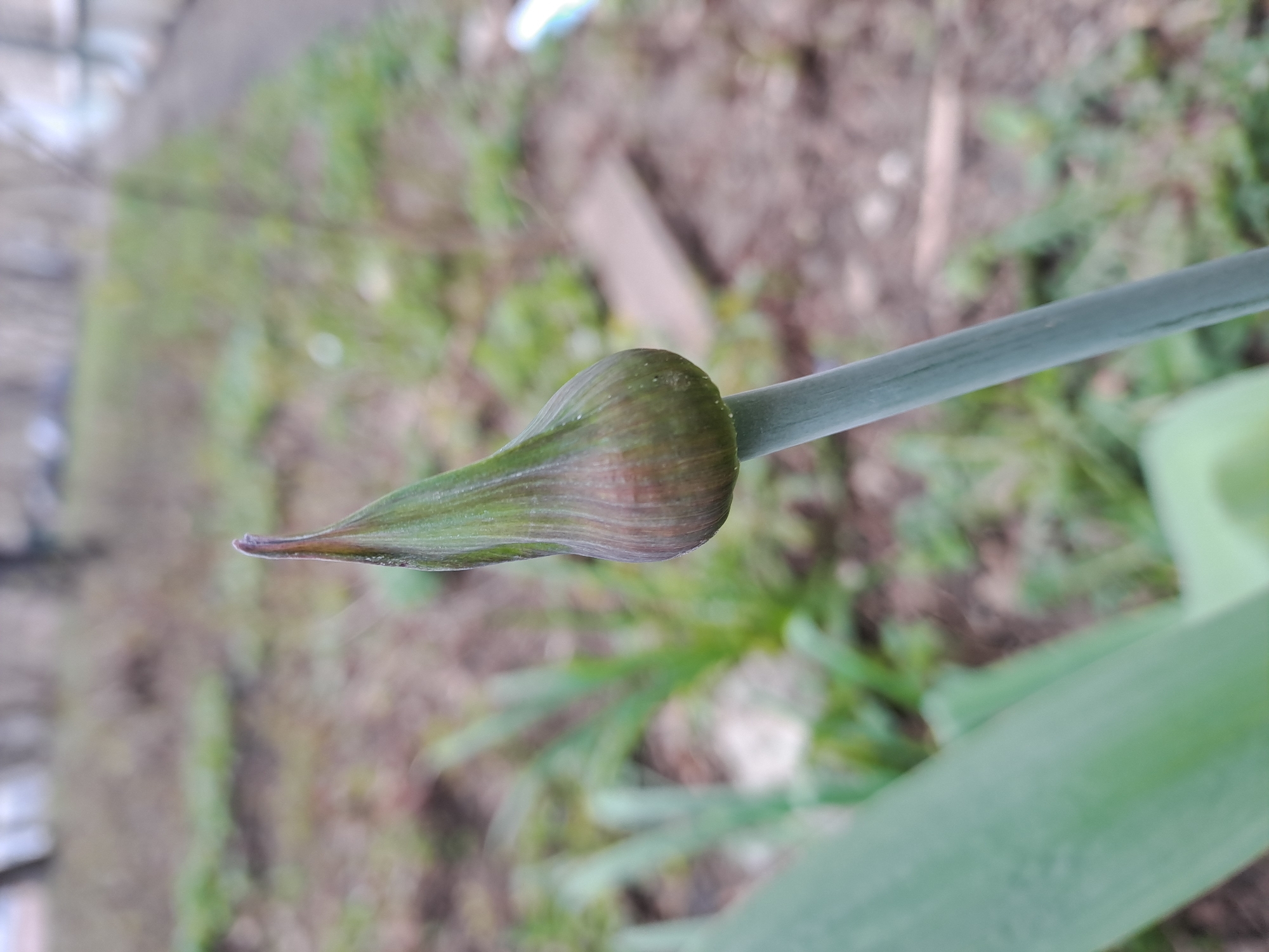 The image shows a close-up of a green garlic scape with a developing bulb at its tip. The background is blurred, revealing a garden bed with various plants and soil. The location is potentially in Elektrostal, Russia, as instructed, but there is no definitive evidence to confirm this beyond the prompt. There are no people visible in the image. The primary subject is the garlic scape. Objects include the plant and the surrounding garden elements. The action captured is the growth of the garlic plant. Interactions are limited to the plant's interaction with its environment. The environment appears to be an outdoor garden setting.