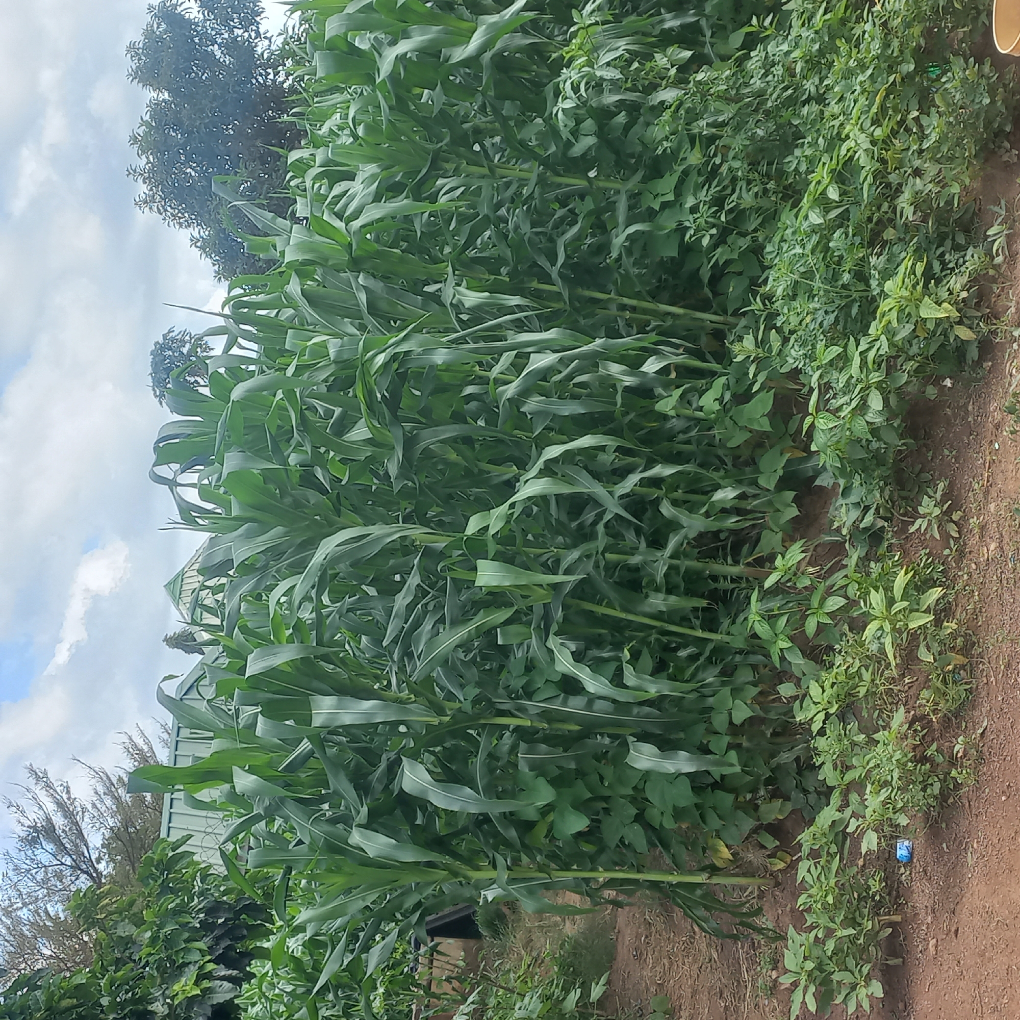 This image depicts a vibrant cornfield in Mangu Town, Nigeria. The corn stalks are tall and lush green, with broad leaves characteristic of the plant. Interspersed among the corn are other green plants, possibly legumes or ground cover, adding to the dense foliage. In the background, a green-roofed structure, possibly a building or storage facility, is visible, partially obscured by trees. The ground is a reddish-brown soil, with some dry leaves and debris scattered around. The sky above is partly cloudy, with patches of blue sky peeking through white cumulus clouds. The overall scene conveys a sense of rural agriculture and the bounty of nature.