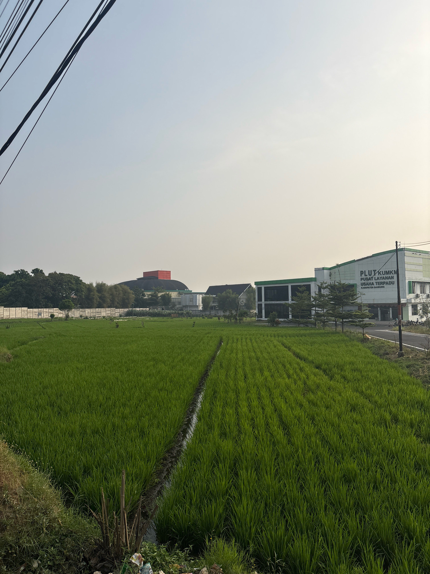 In Pamekaran, Indonesia, a rice paddy stretches across the foreground, its vibrant green stalks neatly arranged in rows. A narrow irrigation channel cuts through the field, reflecting the pale sky. In the middle ground, a white concrete wall separates the paddy from a cluster of trees and buildings. A distinctive domed structure with a red roof sits prominently behind the trees, suggesting a large institutional or cultural site. To the right, a modern, two-story building with a white facade and green accents bears signage in Indonesian, indicating "PLUT KUMKM PUSAT LAYANAN USAHA TERPADU KABUPATEN BANDUNG." The building is situated next to a paved road. The sky is a clear, hazy blue, with power lines diagonally crossing the upper left portion of the frame. The scene is bathed in the soft light of what appears to be early morning or late afternoon.