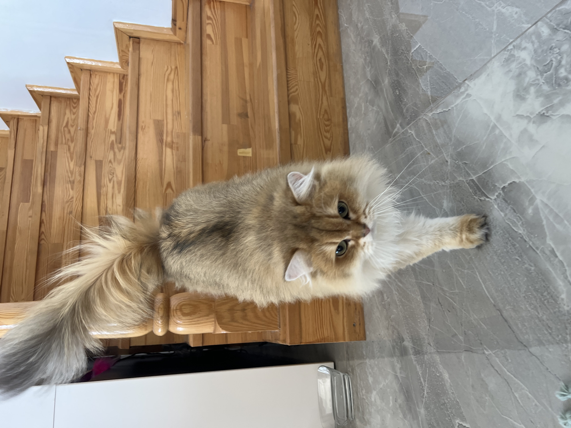 A fluffy, golden-brown cat with a long, bushy tail walks towards the camera on a grey marble floor. The cat is positioned in the center of the frame, facing slightly to its left. Behind the cat is a wooden staircase with light-colored planks and a wooden railing. To the left of the cat, there is a white cabinet and a small clear glass dish. The background is a plain white wall. The lighting suggests an indoor environment. There is no indication of the cat's location being in Aksu, Turkey.