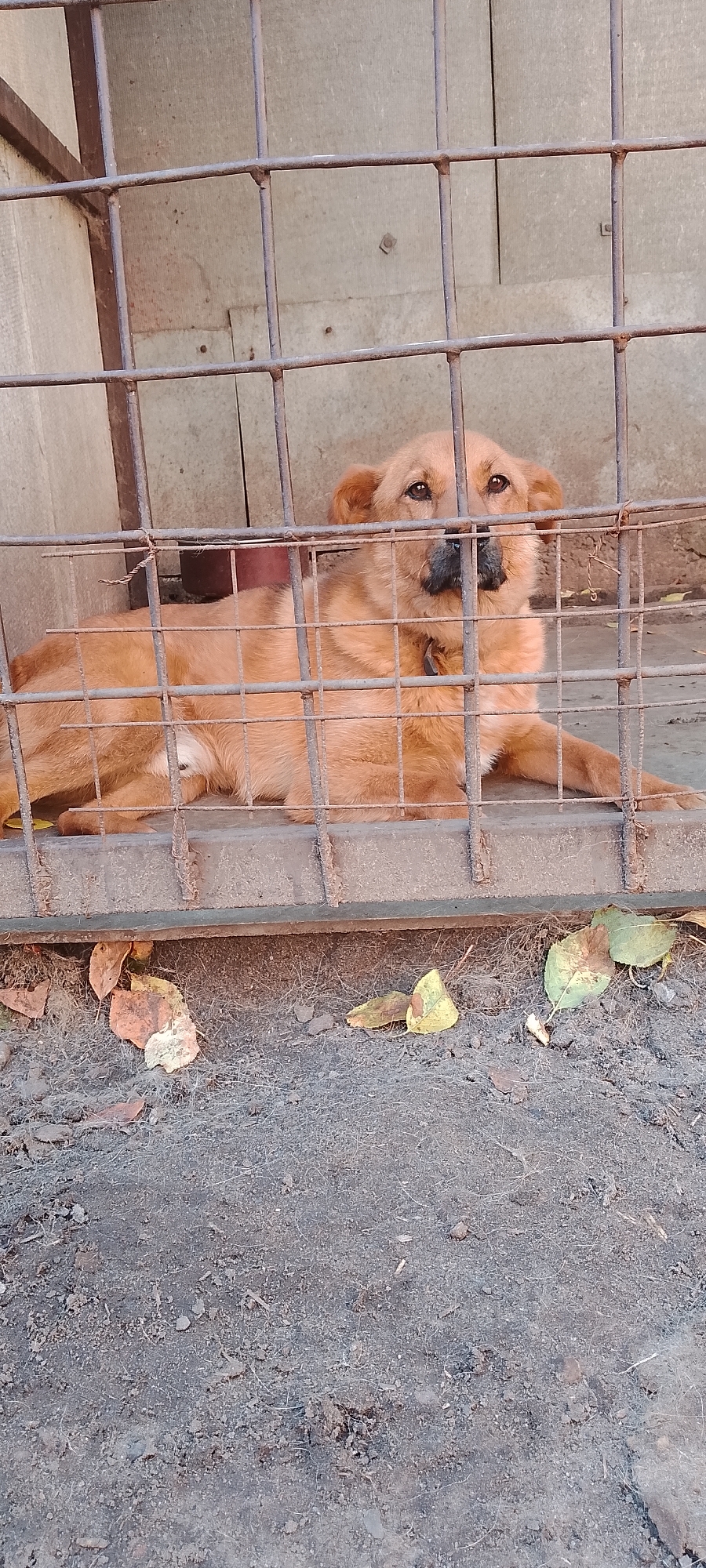 A medium-sized, light brown dog is lying down behind a metal cage in an outdoor enclosure. The dog is facing the camera and appears to be looking directly at it. Its fur is short and appears somewhat matted. The dog is lying on a concrete or similar surface. The cage is made of metal bars and appears to be slightly rusty. In front of the cage, on the ground, there are some fallen leaves. The background consists of a textured wall, possibly concrete or corrugated metal. The overall scene suggests an animal enclosure, possibly in a shelter or a backyard. The image does not provide specific details to determine its location within the city of Belgorod, Russia.