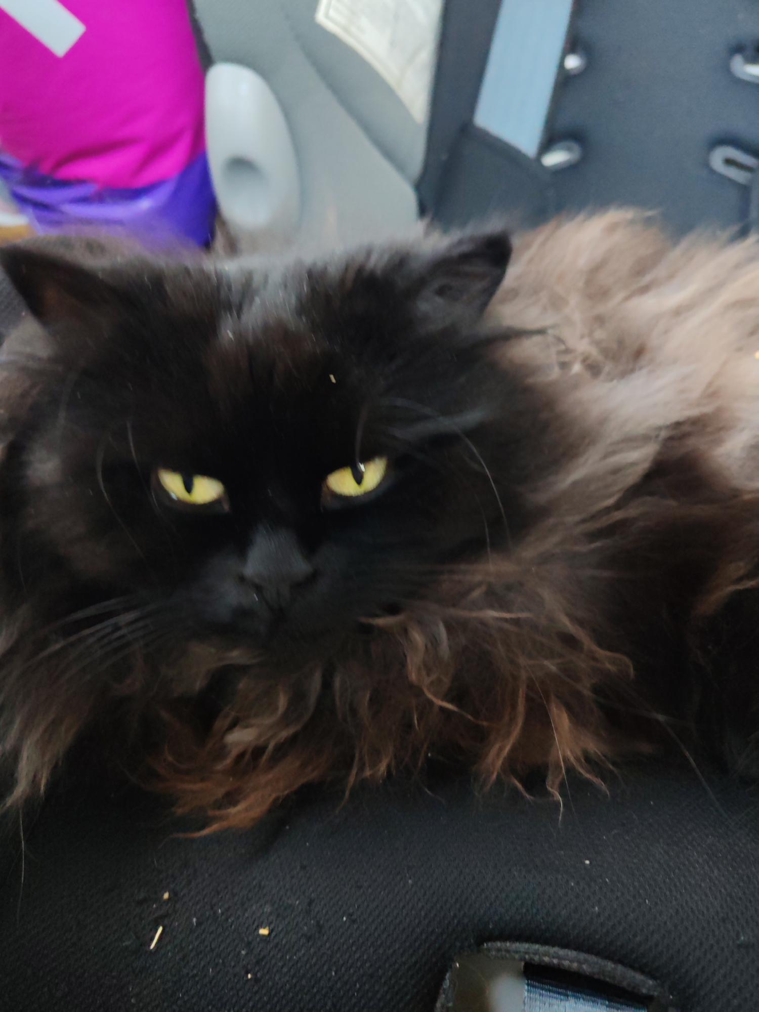 A long-haired black cat with bright yellow eyes is lying down on a dark, textured surface. The cat's fur is dark on its face and upper body, transitioning to lighter brown and tan tones on its chest and sides. The background is out of focus, showing a bright pink object on the left and a gray, structured surface with some white elements on the right, possibly the interior of a car or seating area. The scene appears to be indoors, with no visible indication of the city of Чухлэм, Russia.