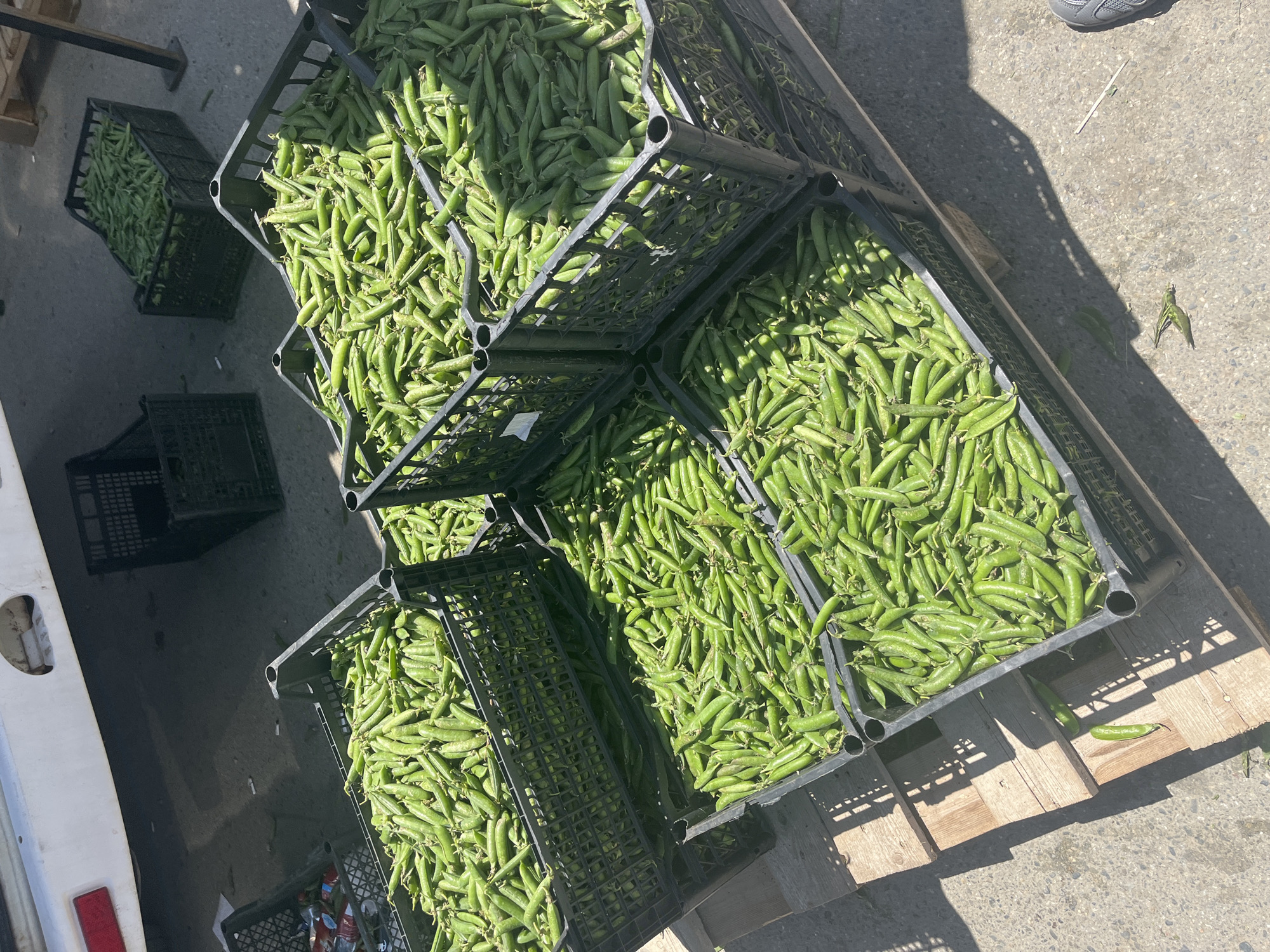 The image displays an outdoor scene featuring multiple black plastic crates overflowing with freshly harvested green pea pods. The crates are stacked or arranged on a wooden pallet and directly on a concrete or asphalt ground. The vibrant green color of the peas suggests they are ripe and ready for sale or distribution.
In the foreground and center, several crates are prominently filled to the brim with peas. A large wooden pallet supports some of these crates, while others appear to be directly on the ground. On the far left, the white side of what appears to be a vehicle, possibly a van or truck, is partially visible, indicating a loading or unloading area. Beneath this vehicle, faint outlines of discarded cans or bottles can be seen.
The scene is brightly lit by strong sunlight, casting distinct, elongated shadows across the concrete surface and from the crates. This suggests it is daytime, possibly morning or late afternoon, under clear weather conditions. Scattered pea pods are visible on the ground around the crates, implying some spillage during handling. In one of the cropped views, a person's foot wearing a grey athletic shoe is visible, indicating human presence in the immediate vicinity, likely involved in the handling or inspection of the produce.
The overall impression is that of an agricultural market, a farm's loading area, or a distribution point in Krasnodar, Russia, where a substantial quantity of green peas is being prepared for transport or sale. No specific text is clearly visible on any of the objects or surfaces.