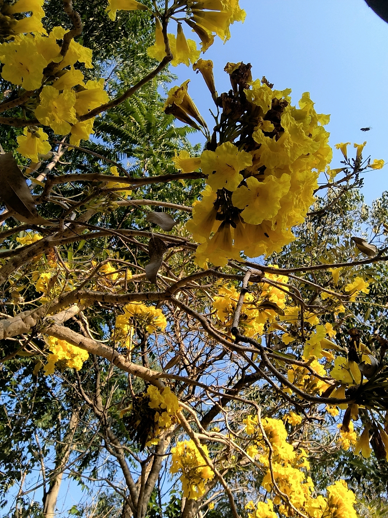 The image depicts a cluster of vibrant yellow flowers blooming on a tree against a clear blue sky. The perspective is looking upwards, showcasing the dense foliage and branches of the tree. Some of the flowers are fully open, while others are still in bud form. The sunlight casts a warm glow on the petals, highlighting their delicate texture. In the background, the greenery of other trees is visible, creating a lush and natural setting. The scene appears to be outdoors, possibly in a park or garden. There is a small insect visible in flight near one of the flower clusters. The overall impression is one of natural beauty and tranquility. The location is identified as Cilengkrang, Indonesia.